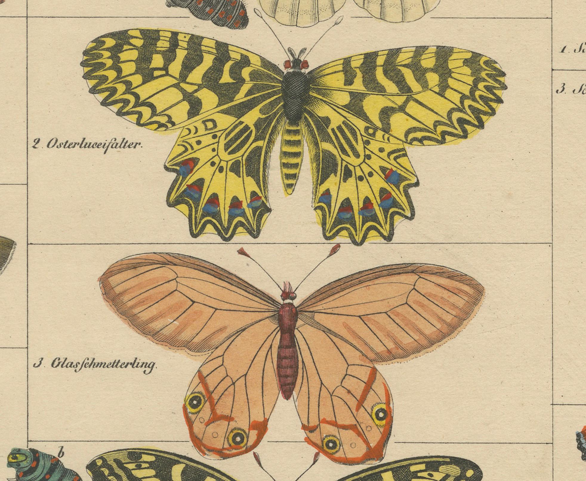 Wings of Wonder: Exquisite Hand-Colored 19th-Century Butterfly Print In Good Condition In Langweer, NL