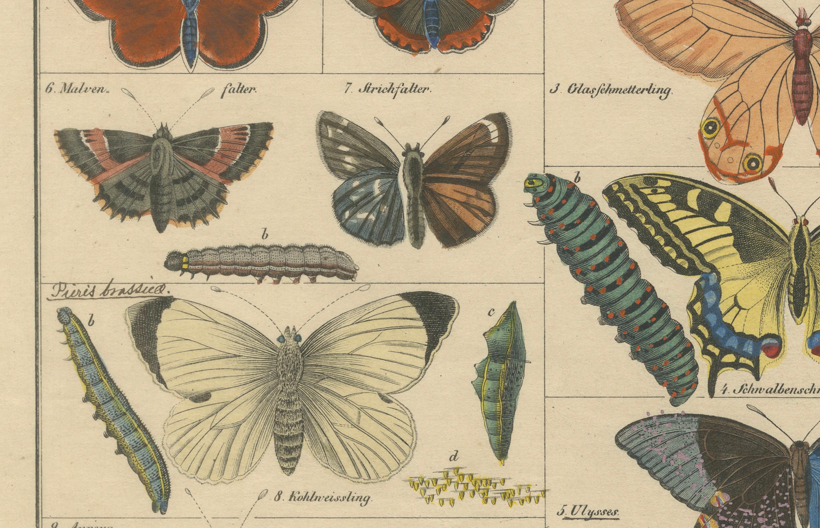 Mid-19th Century Wings of Wonder: Exquisite Hand-Colored 19th-Century Butterfly Print
