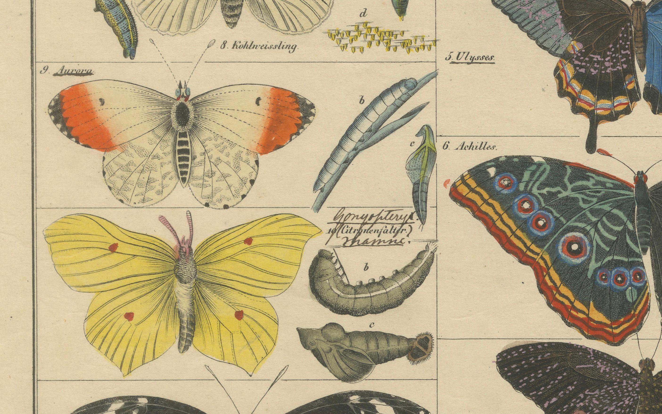 Paper Wings of Wonder: Exquisite Hand-Colored 19th-Century Butterfly Print