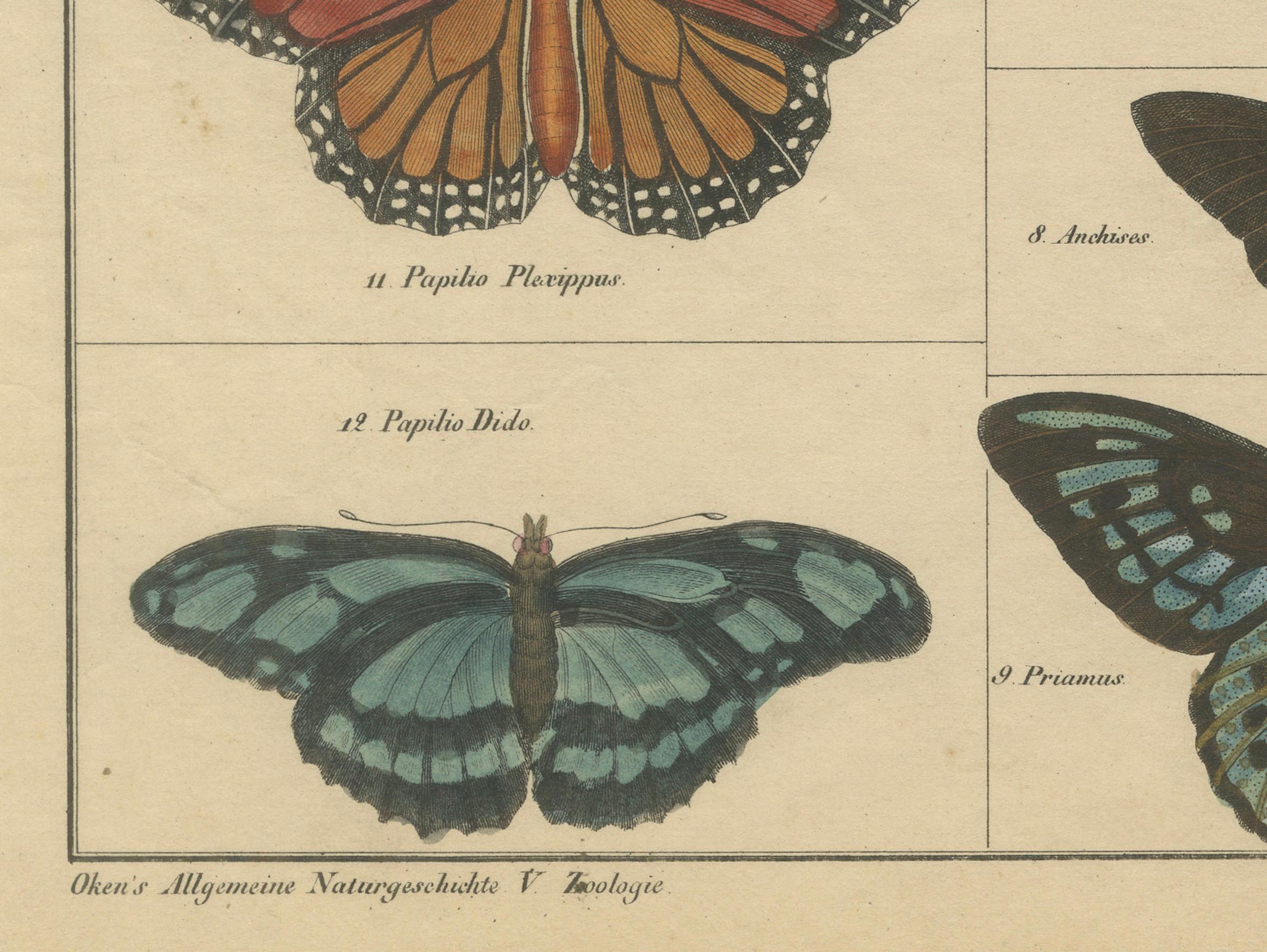 Wings of Wonder: Exquisite Hand-Colored 19th-Century Butterfly Print 1