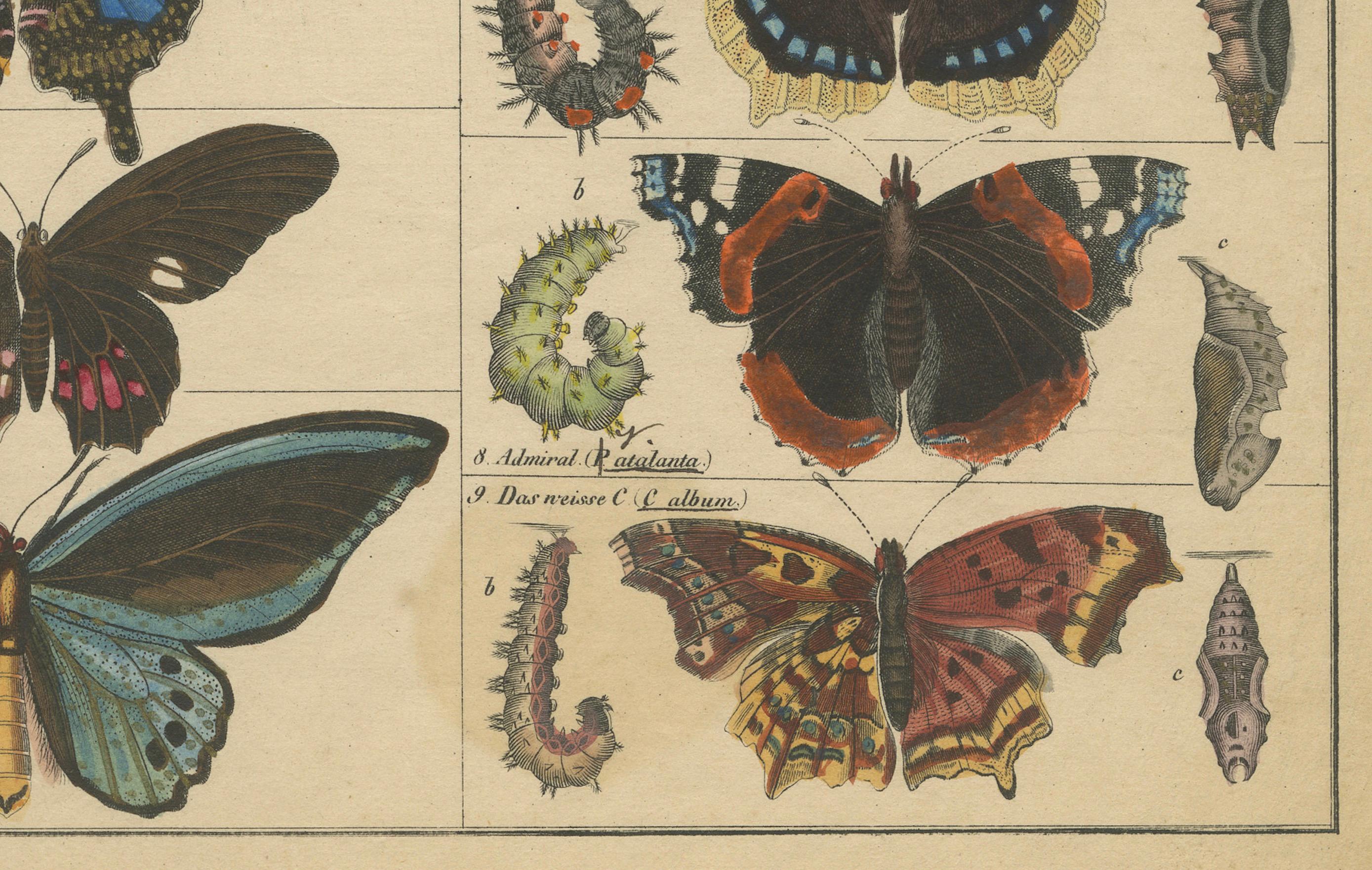 Wings of Wonder: Exquisite Hand-Colored 19th-Century Butterfly Print 2