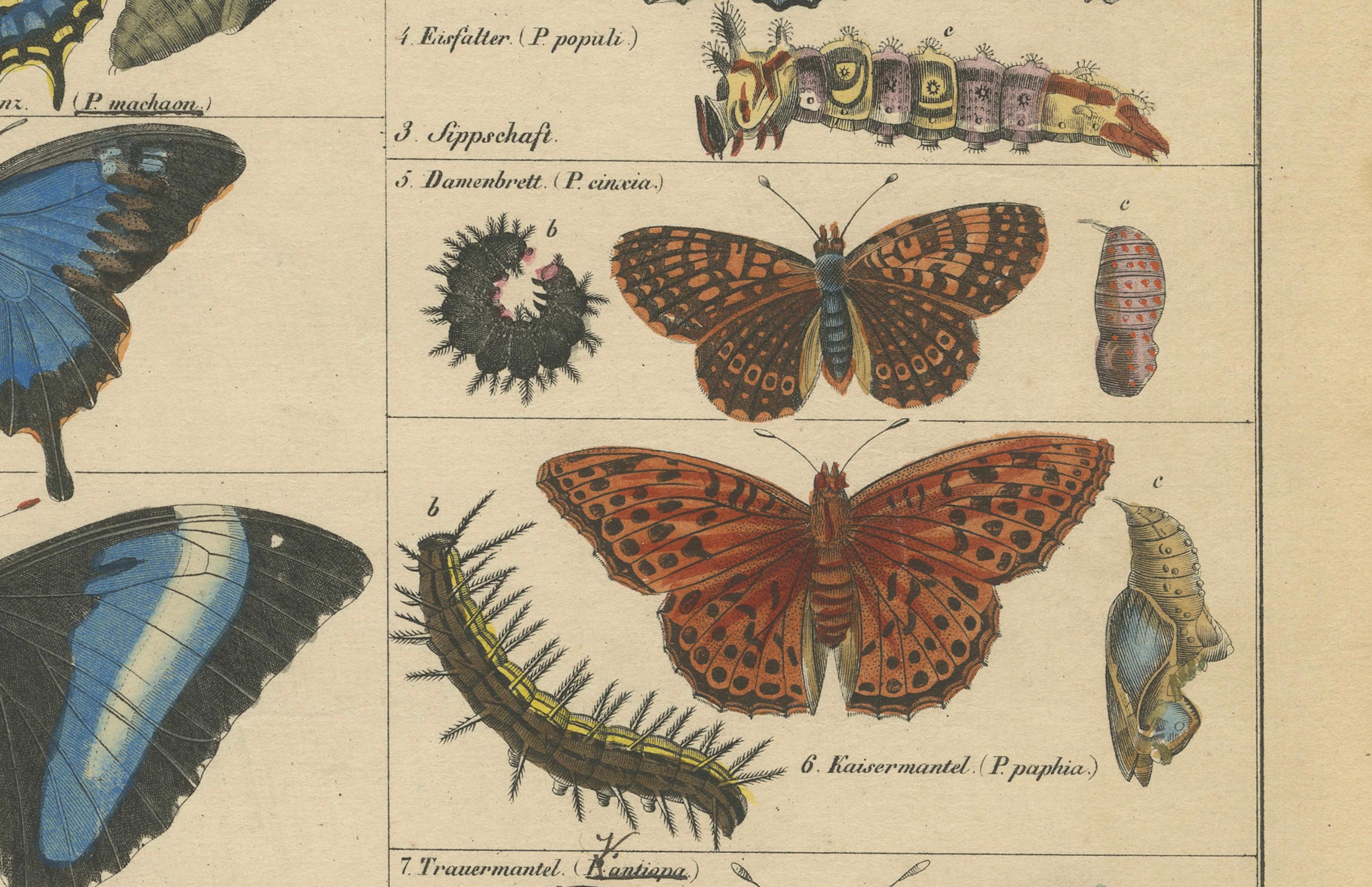 Wings of Wonder: Exquisite Hand-Colored 19th-Century Butterfly Print 3