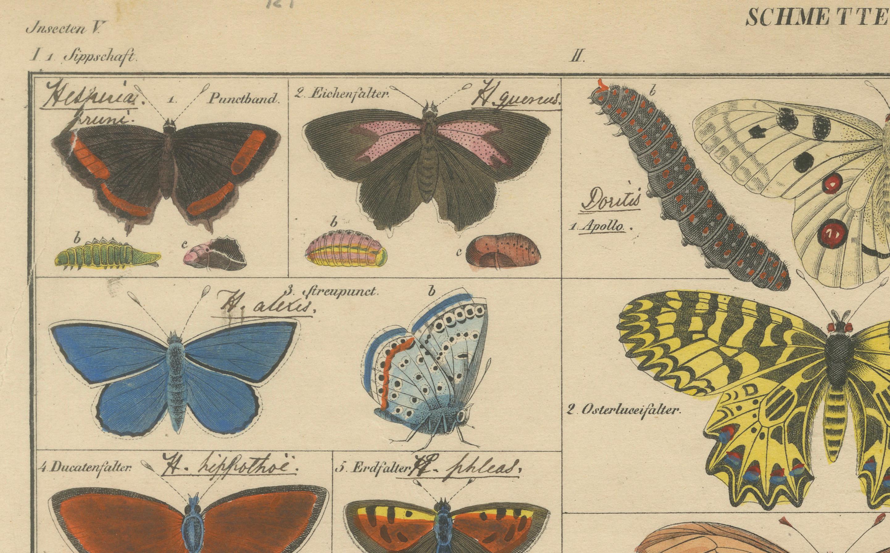 Wings of Wonder: Exquisite Hand-Colored 19th-Century Butterfly Print 4