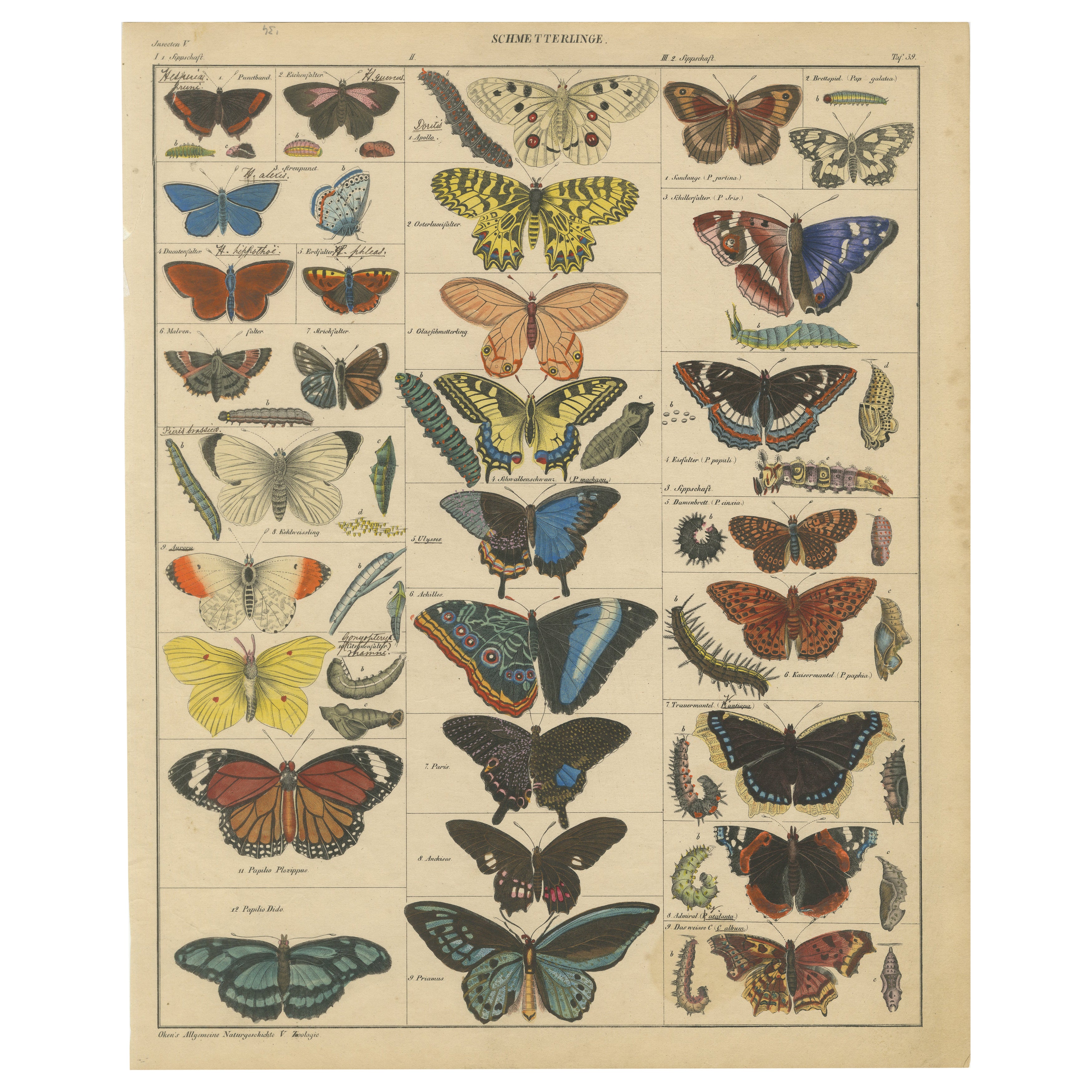Wings of Wonder: Exquisite Hand-Colored 19th-Century Butterfly Print