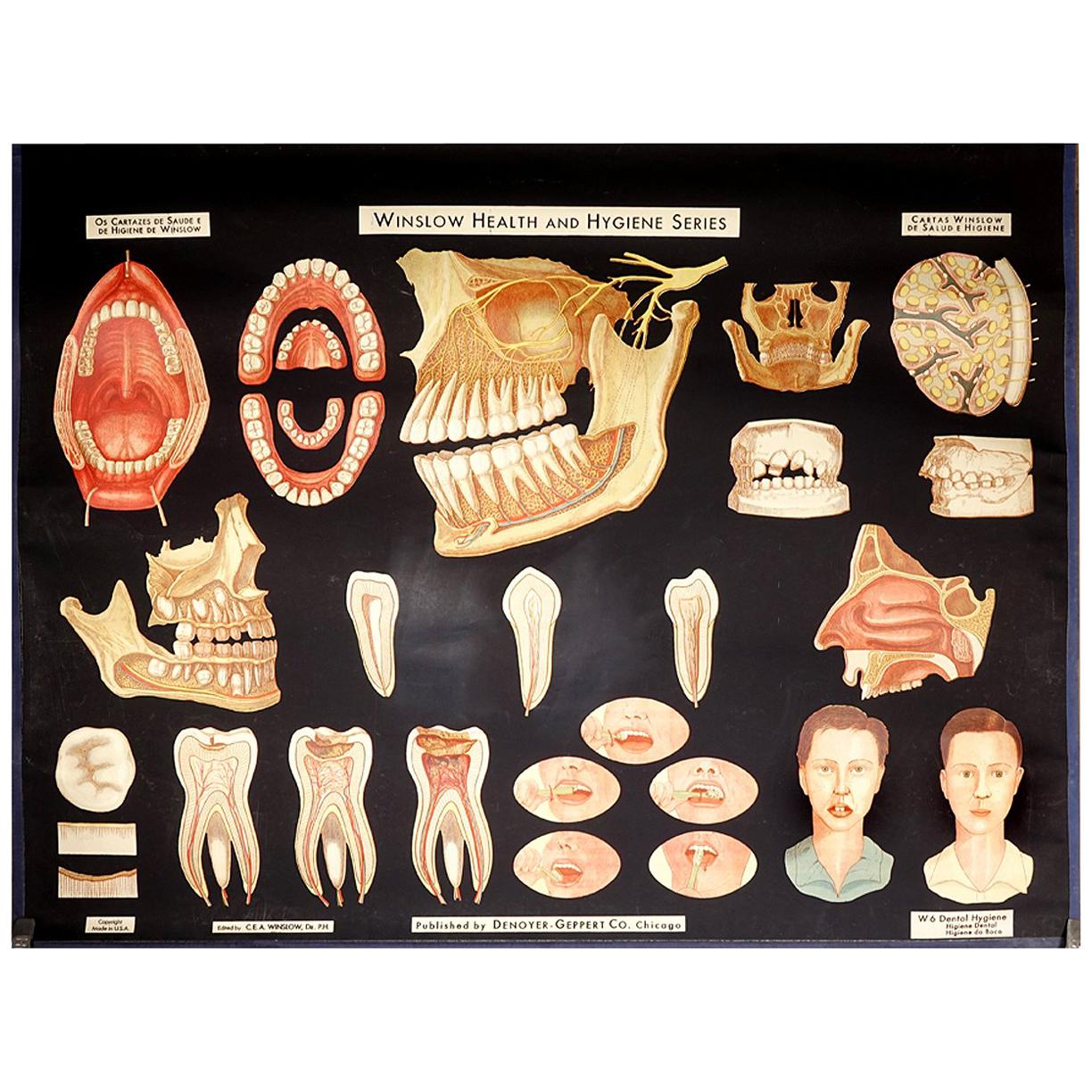 Winslow Health & Hygiene, Poster, Zahnhygiene im Angebot