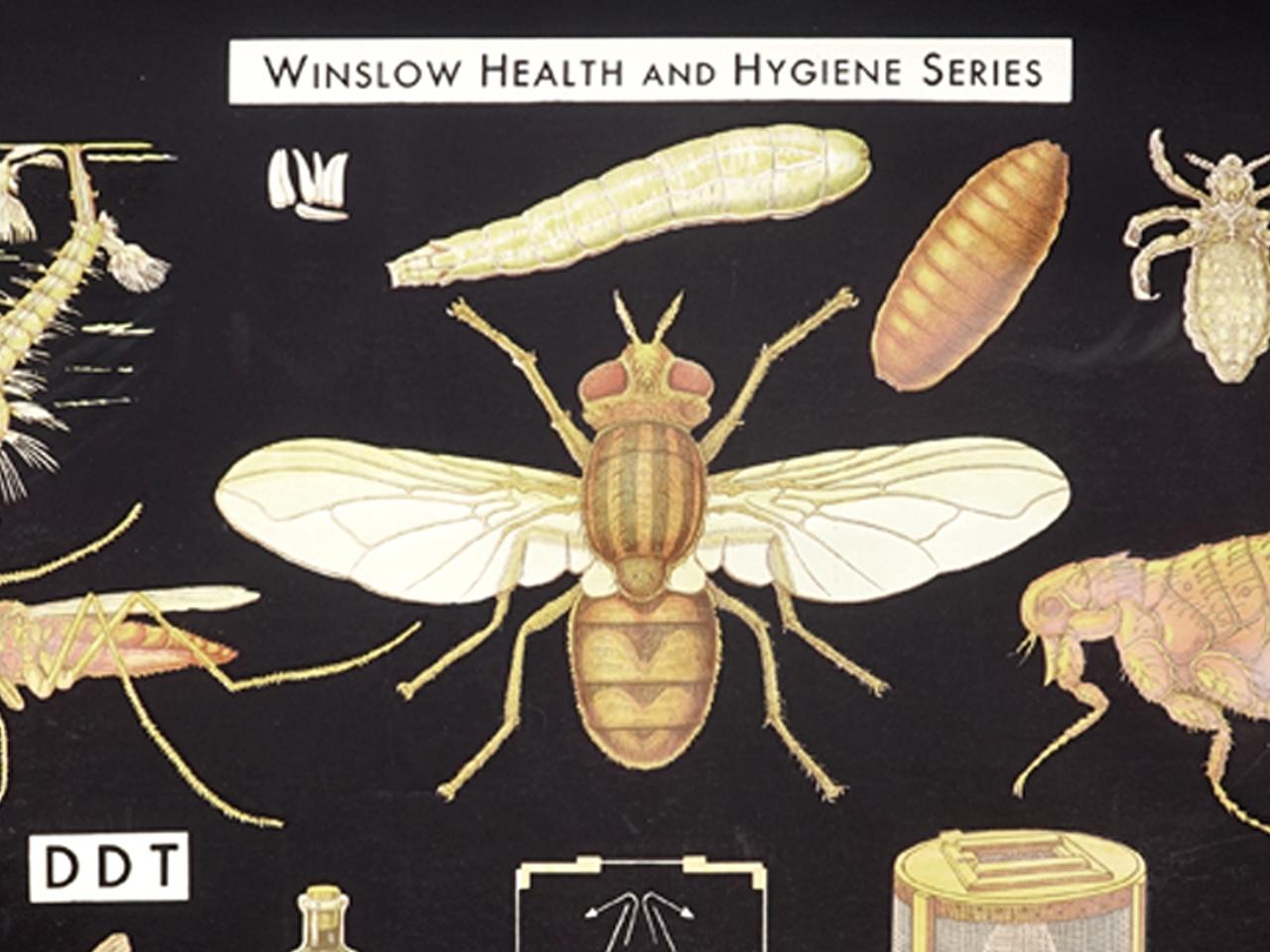 Industriel Affiche de santé et d'hygiène de Winslow, Insect Enemies