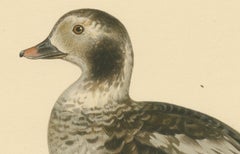 Winter's Youth: A Bird Print of The Young Long-tailed Duck by Magnus von Wright