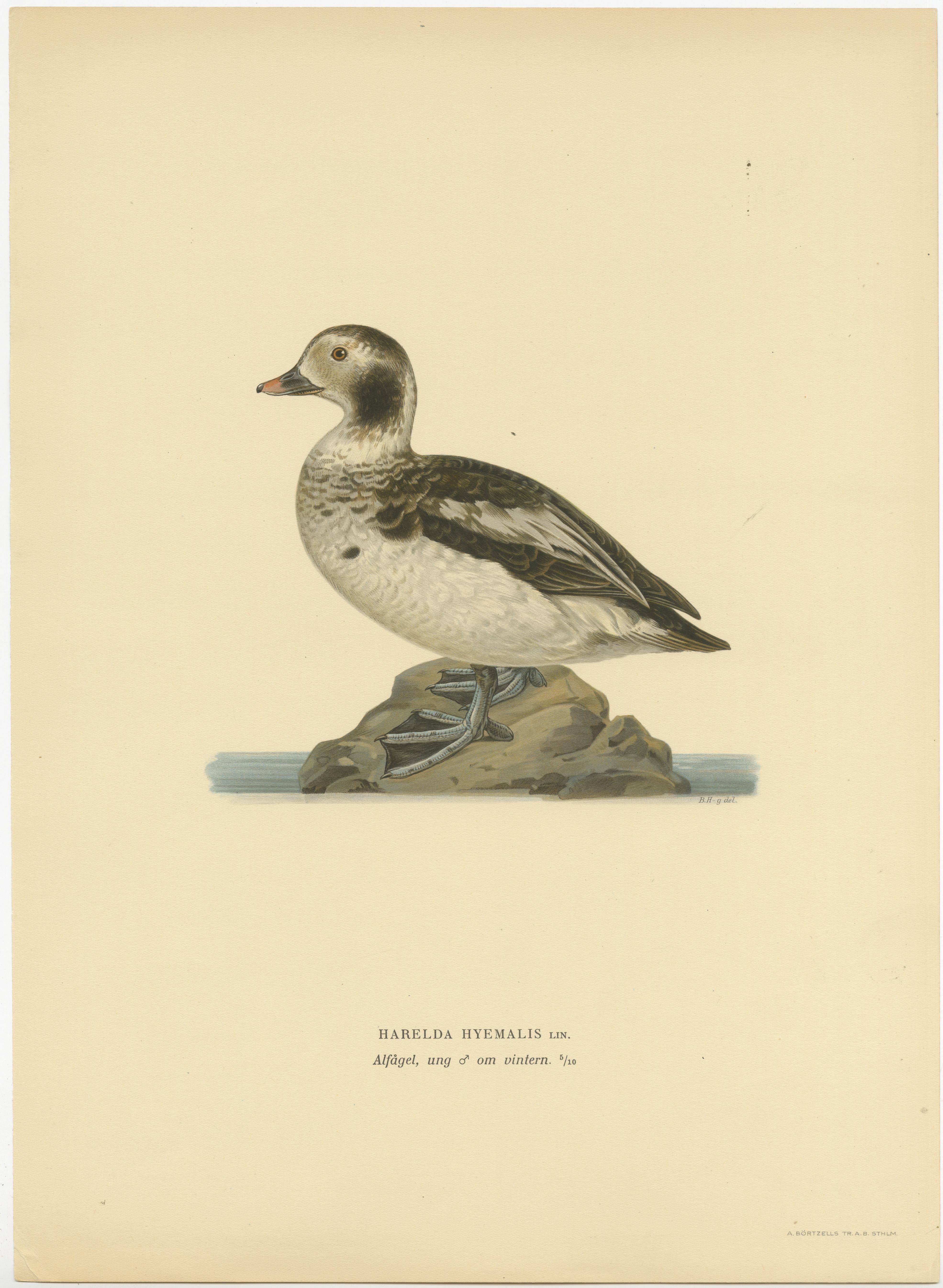 Winter's Youth: A Bird Print of The Young Long-tailed Duck by Magnus von Wright In Good Condition For Sale In Langweer, NL