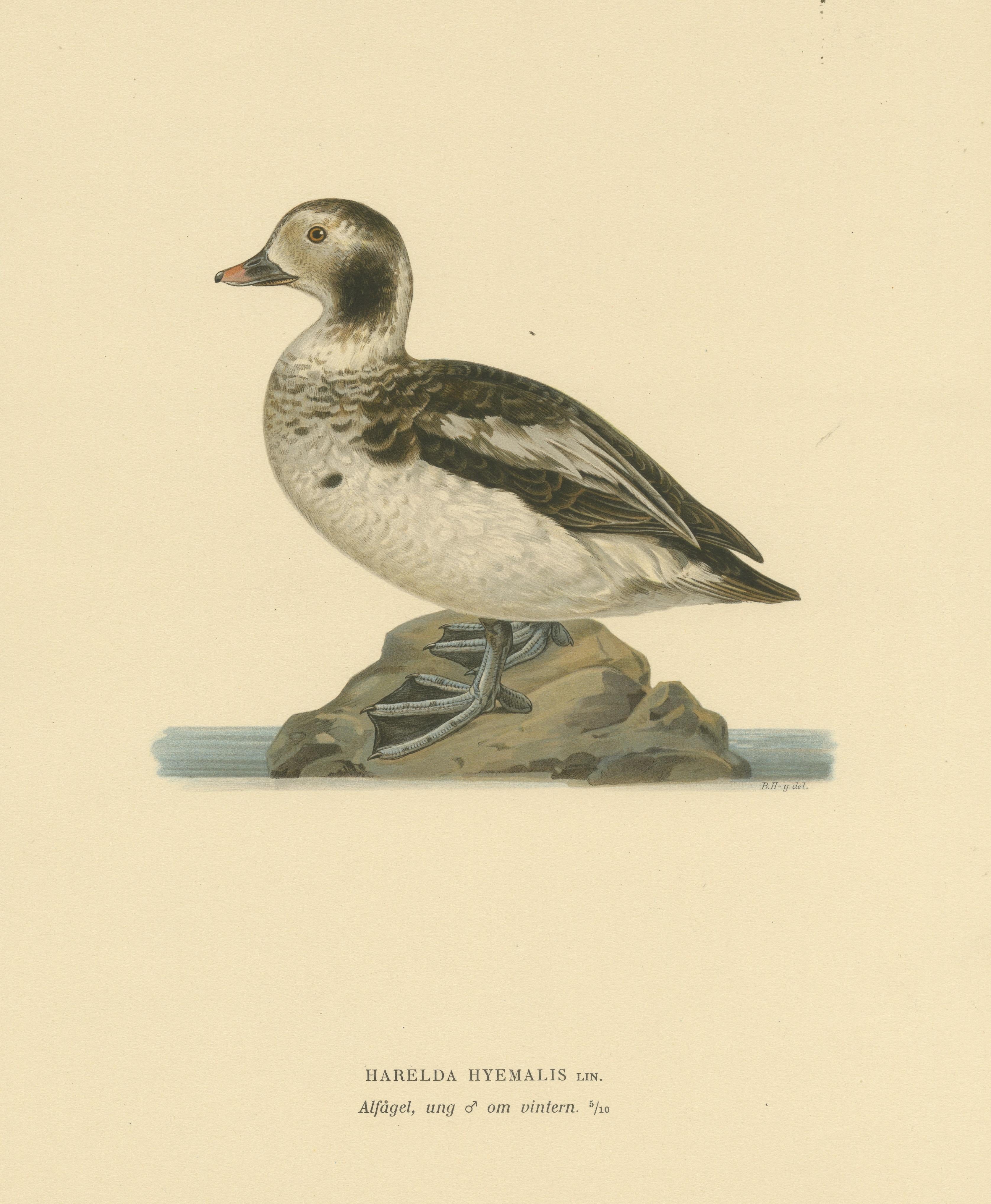 20th Century Winter's Youth: A Bird Print of The Young Long-tailed Duck by Magnus von Wright For Sale