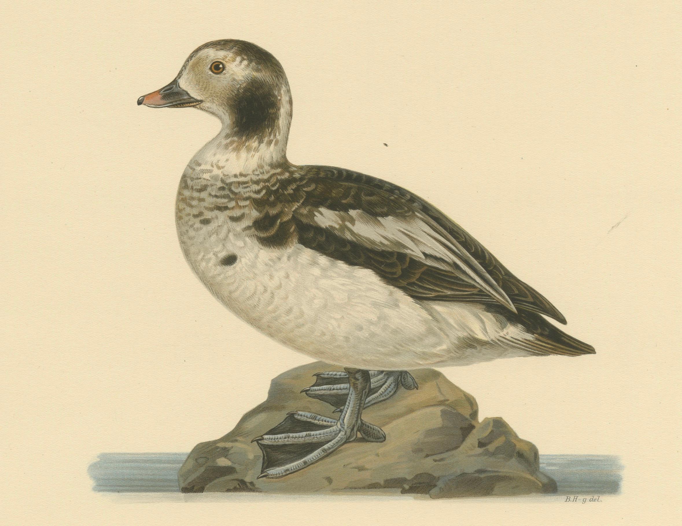 Paper Winter's Youth: A Bird Print of The Young Long-tailed Duck by Magnus von Wright For Sale
