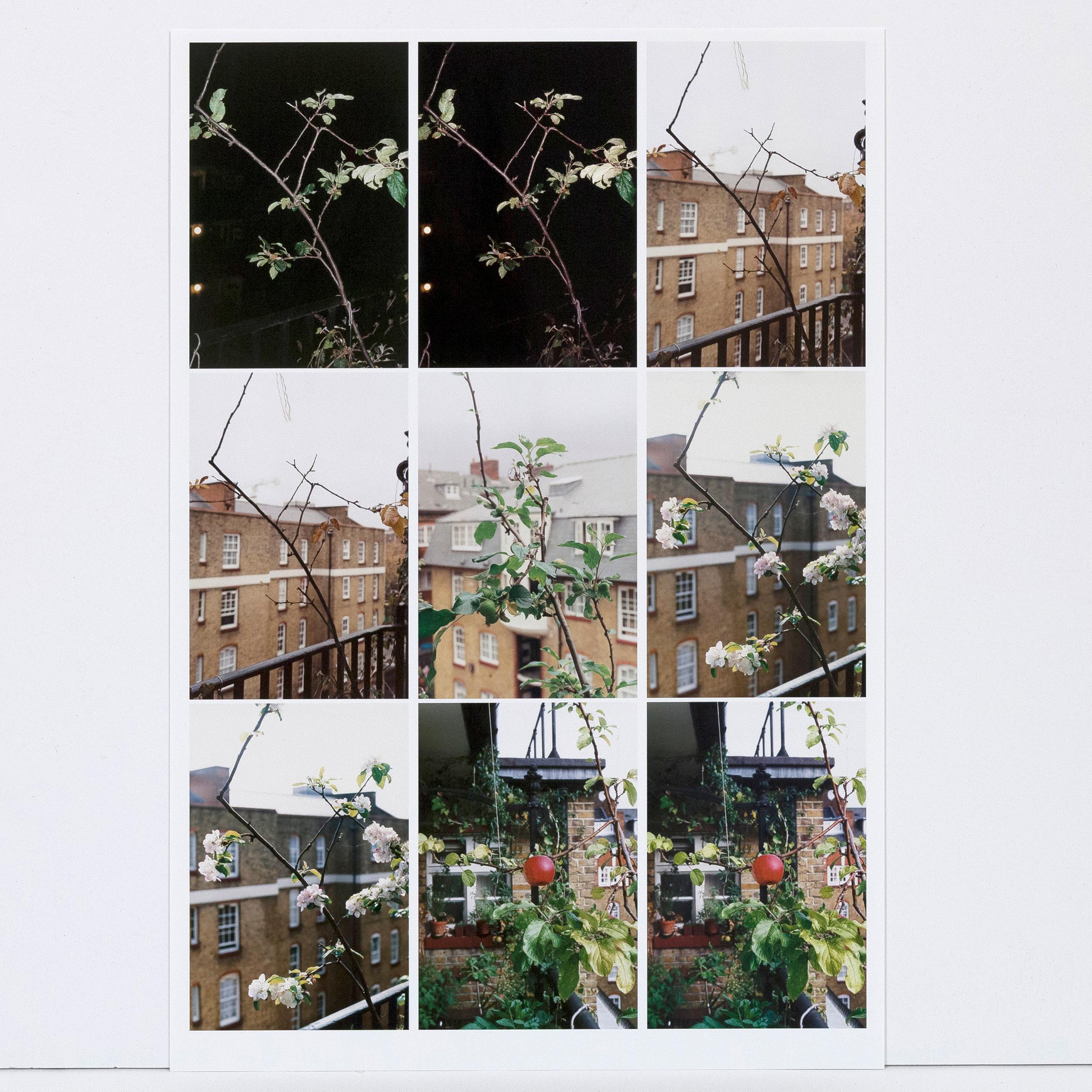 Processo (Apple Tree), stampa C, 2012 9