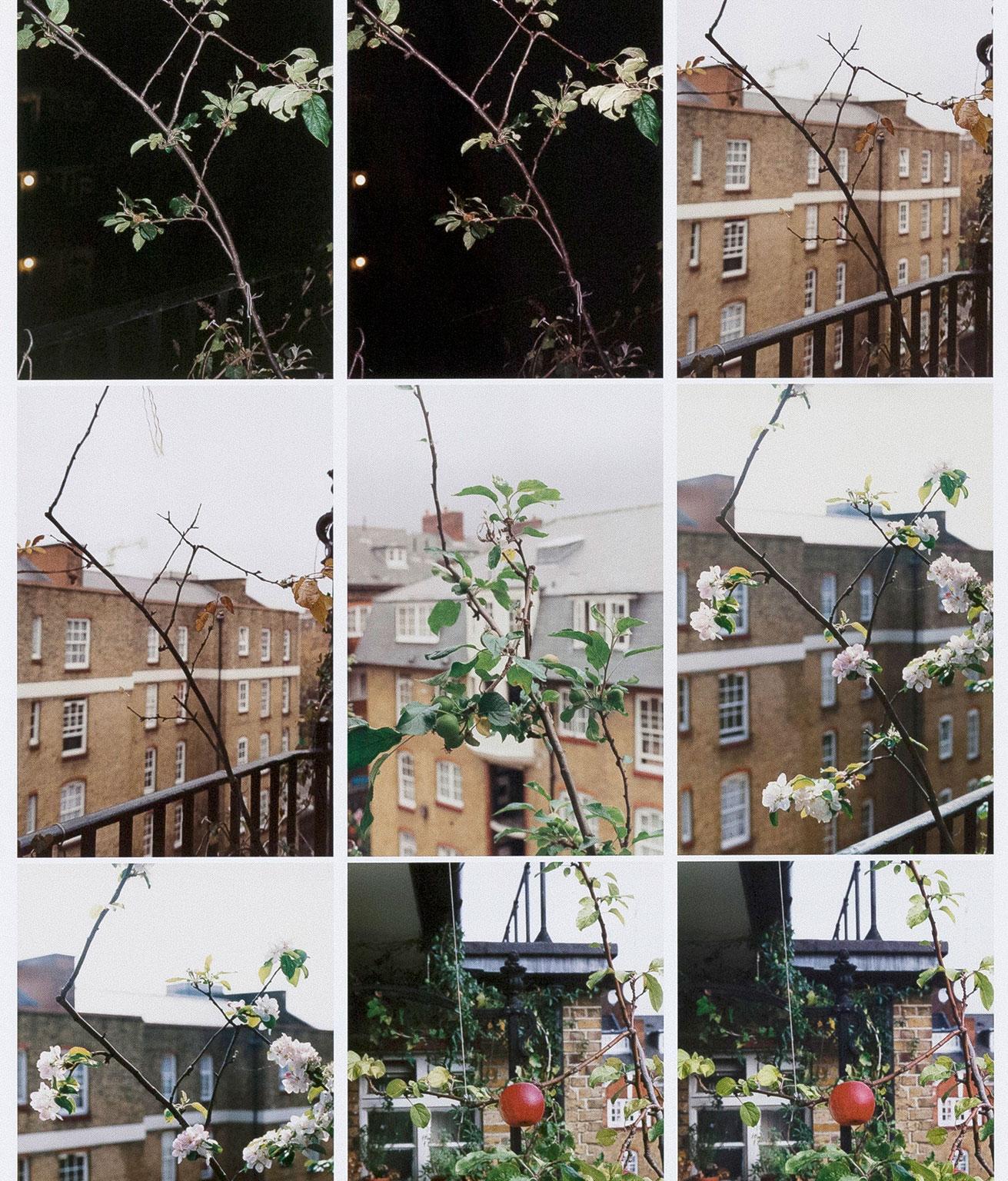 Process (Apple Tree), C-Print, 2012 - Conceptual Photograph by Wolfgang Tillmans