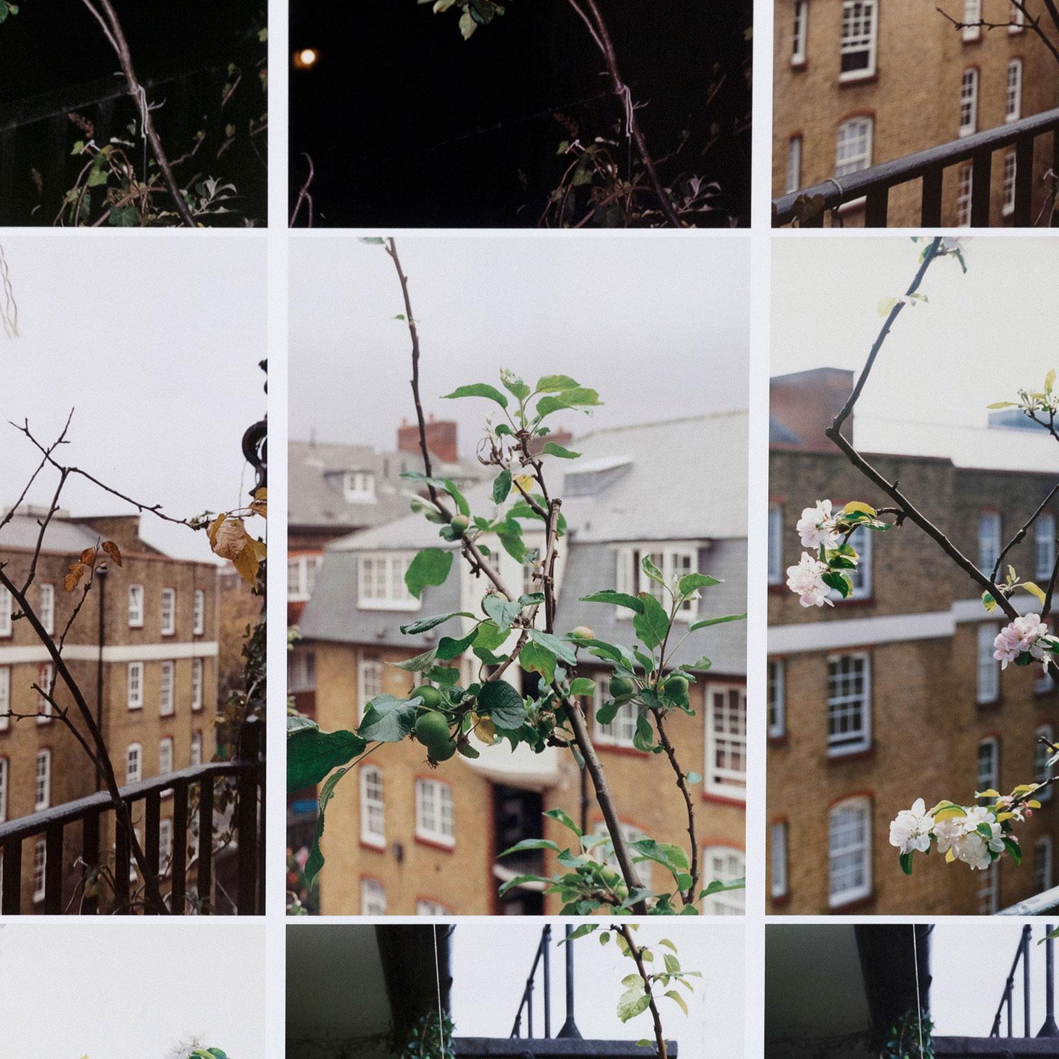 Processo (Apple Tree), stampa C, 2012 1