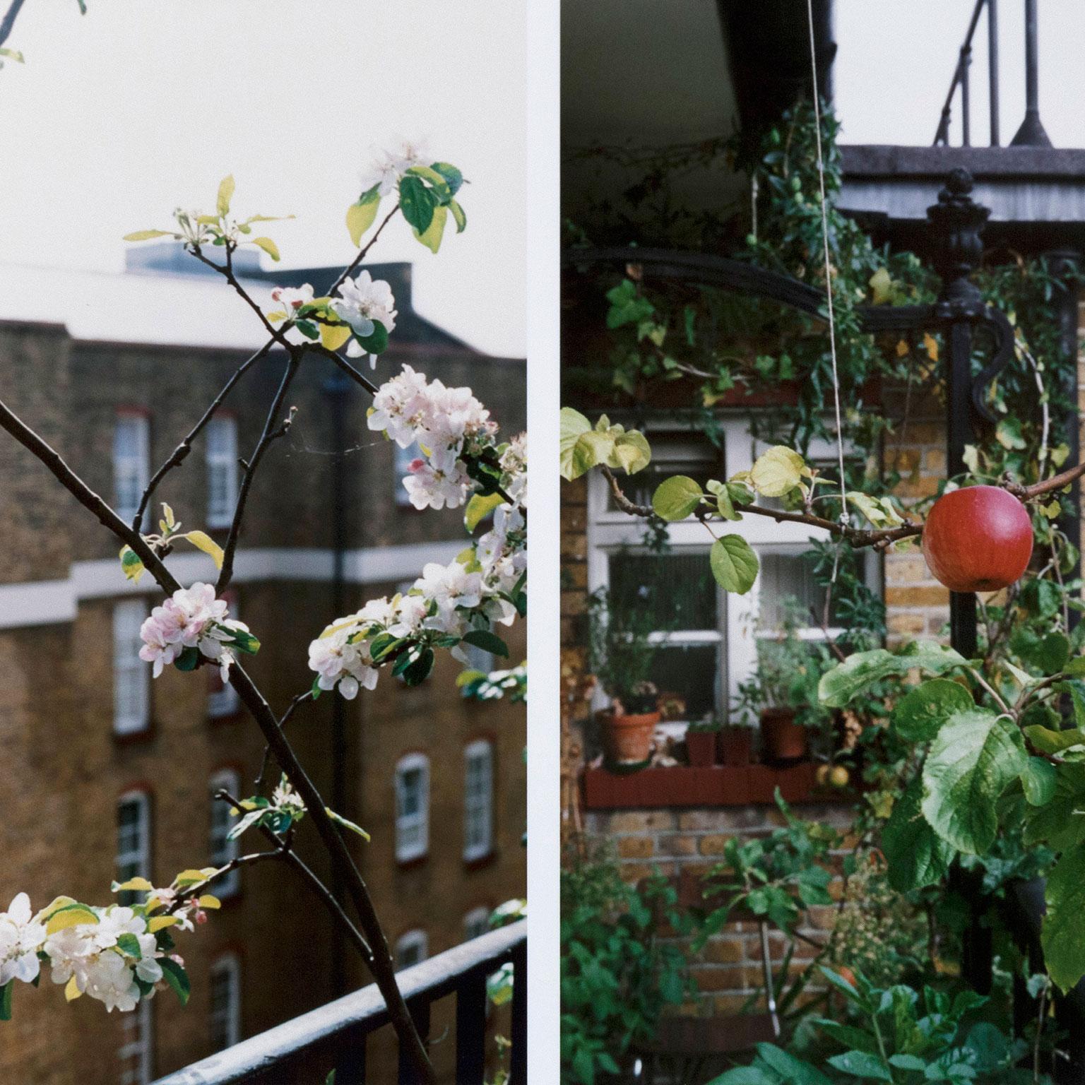 Processo (Apple Tree), stampa C, 2012 3