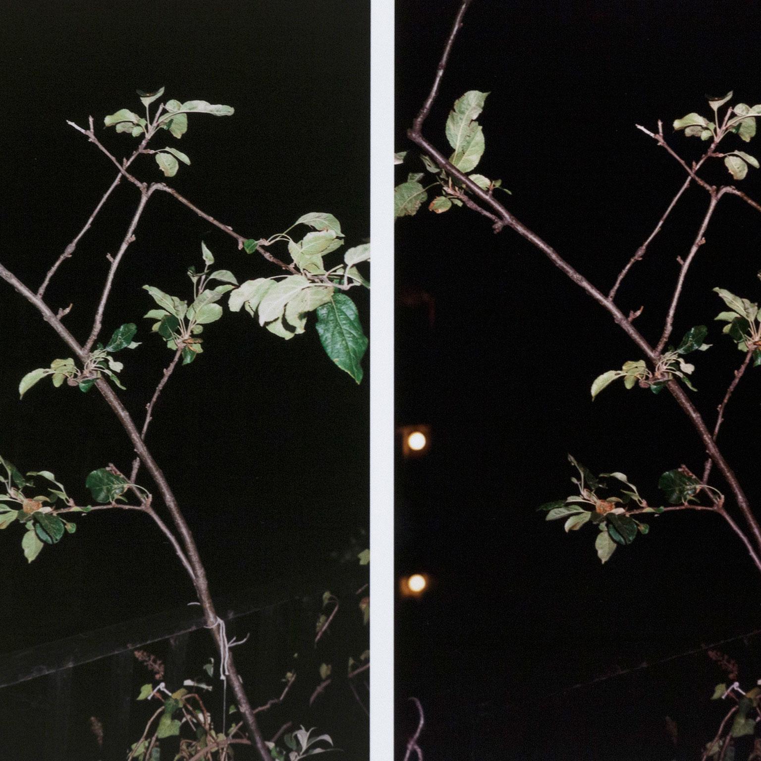 Processo (Apple Tree), stampa C, 2012 5