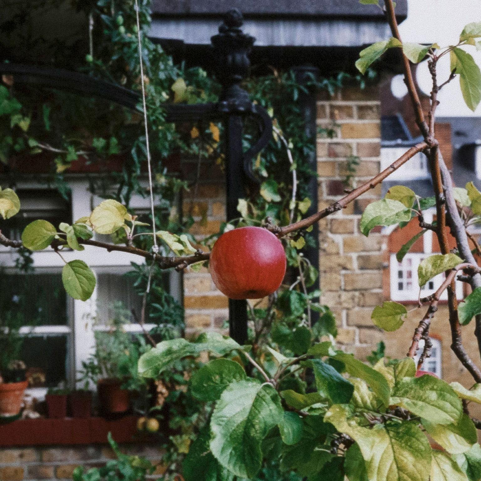 Processo (Apple Tree), stampa C, 2012 6