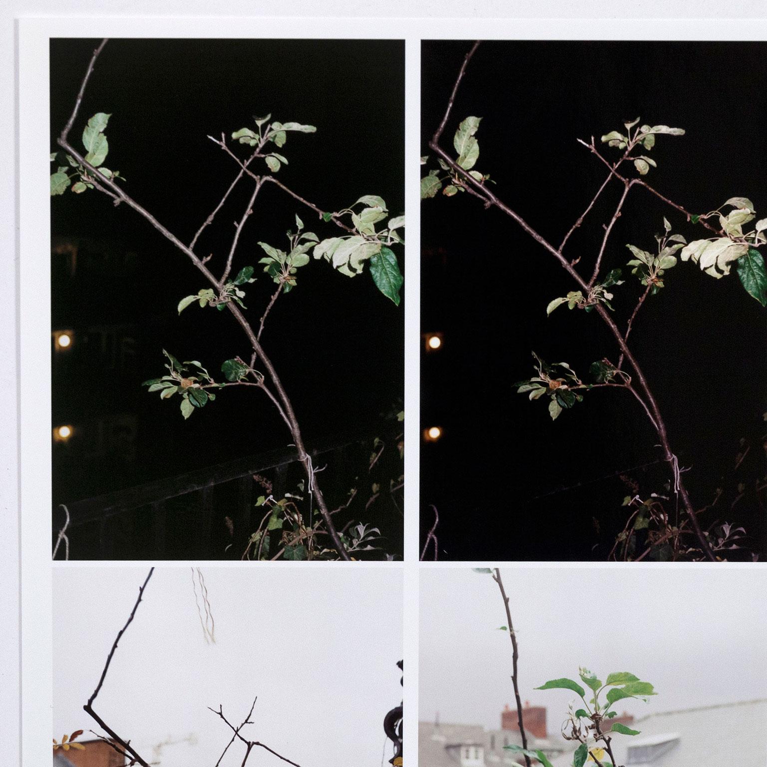 wolfgang tillmans tree