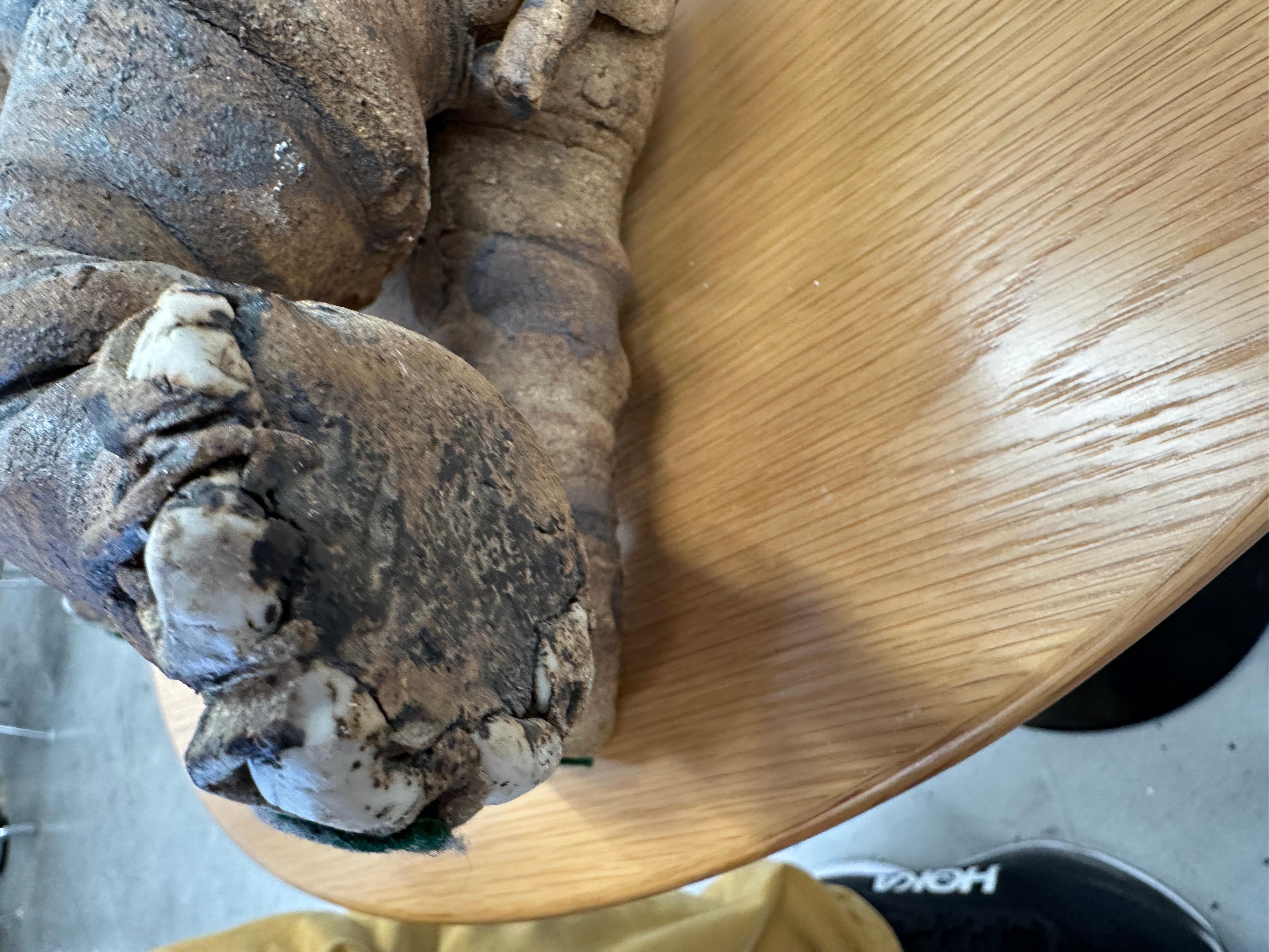 Wonderful Whimsical Hand Built Pottery Elephant For Sale 10