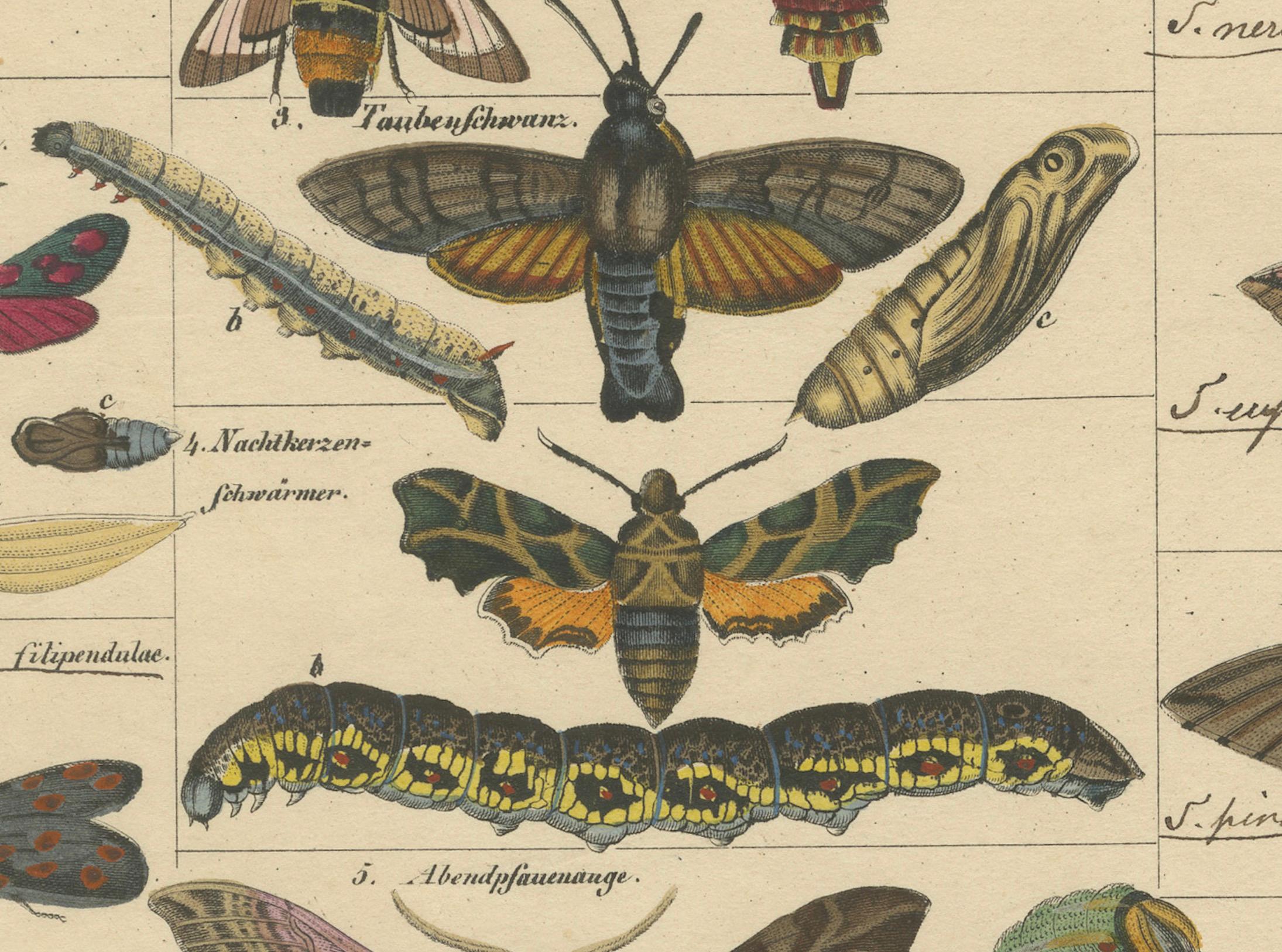 Wundersame Motten und Habichtskäfer - handkolorierter naturhistorischer Druck aus dem 19. im Angebot 5