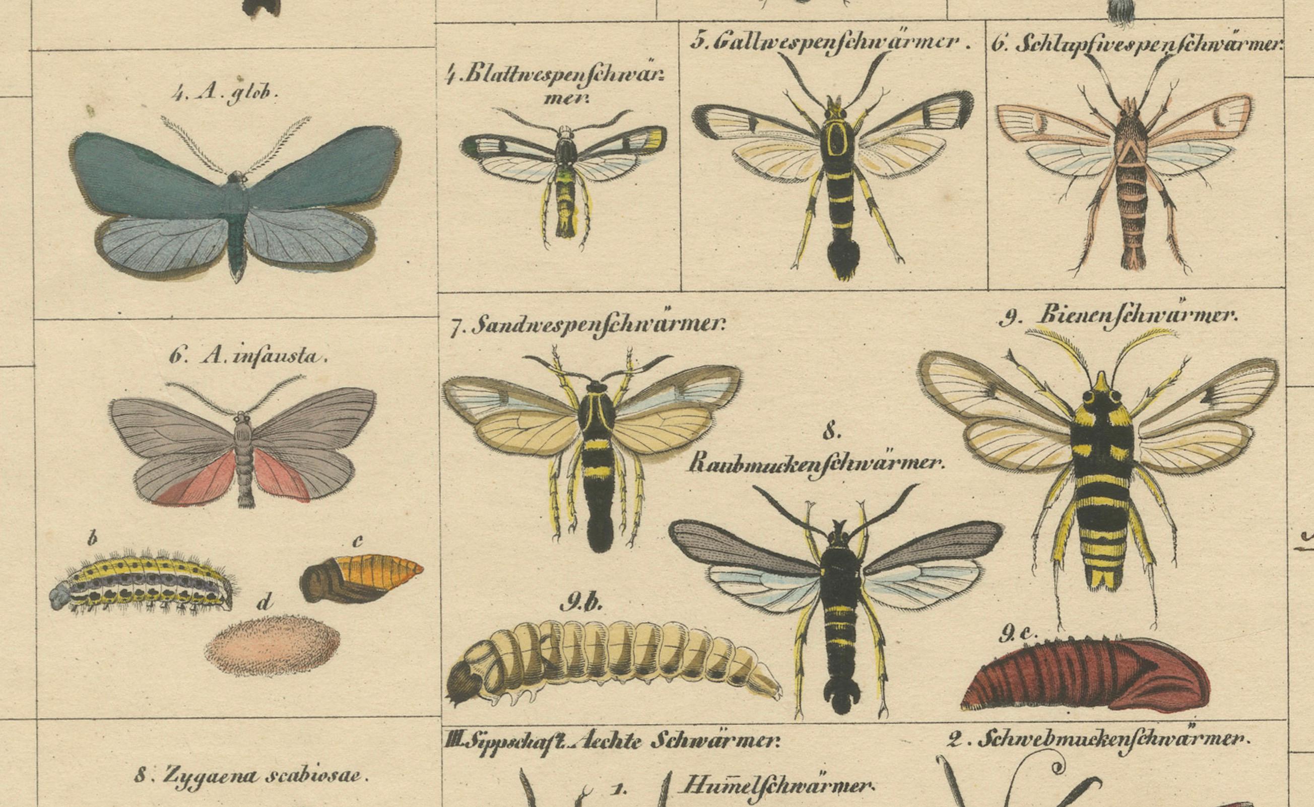 Titel:  Wundersame Motten und Habichtskäfer - handkolorierter naturhistorischer Druck aus dem 19. Jahrhundert aus Oken's Naturgeschichte  

Beschreibung:  Diese auffallende antike handkolorierte Lithografie mit dem Titel 