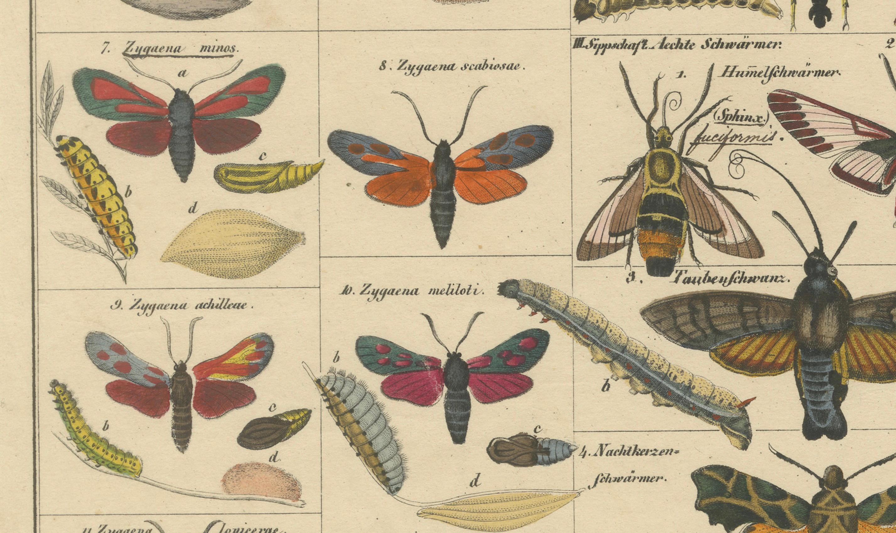 Wundersame Motten und Habichtskäfer - handkolorierter naturhistorischer Druck aus dem 19. im Zustand „Gut“ im Angebot in Langweer, NL