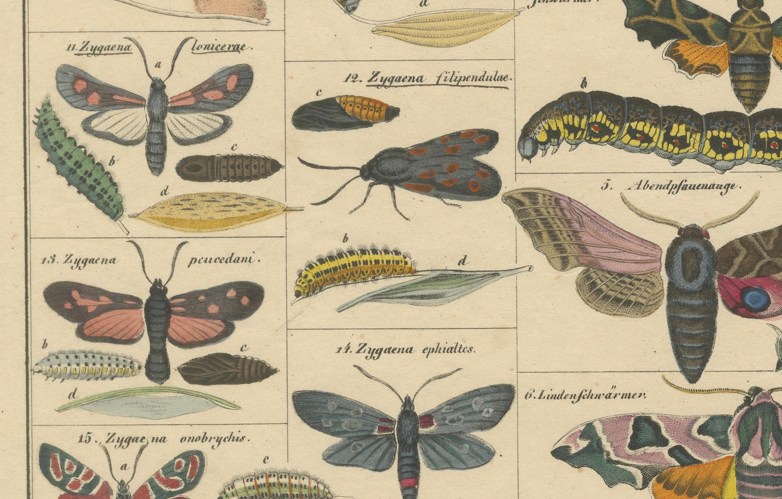 Wundersame Motten und Habichtskäfer - handkolorierter naturhistorischer Druck aus dem 19. (Mittleres 19. Jahrhundert) im Angebot