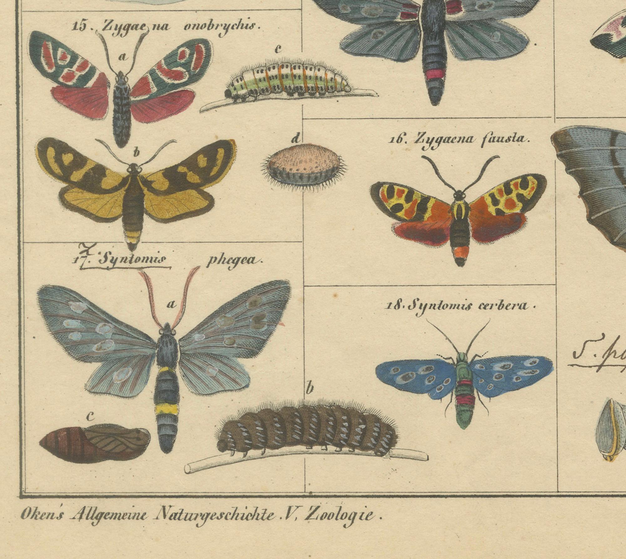 Wundersame Motten und Habichtskäfer - handkolorierter naturhistorischer Druck aus dem 19. (Papier) im Angebot