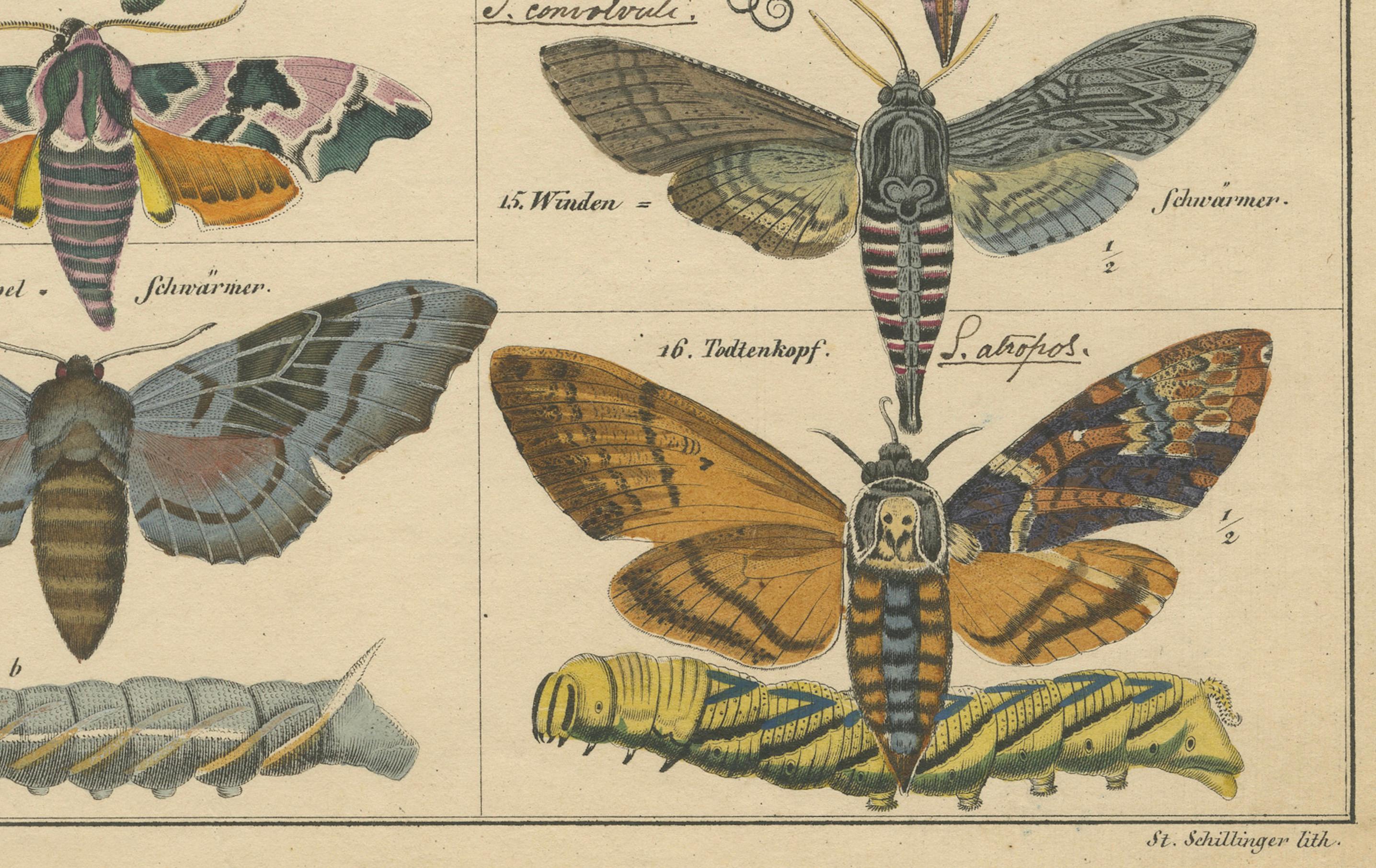 Wundersame Motten und Habichtskäfer - handkolorierter naturhistorischer Druck aus dem 19. im Angebot 1