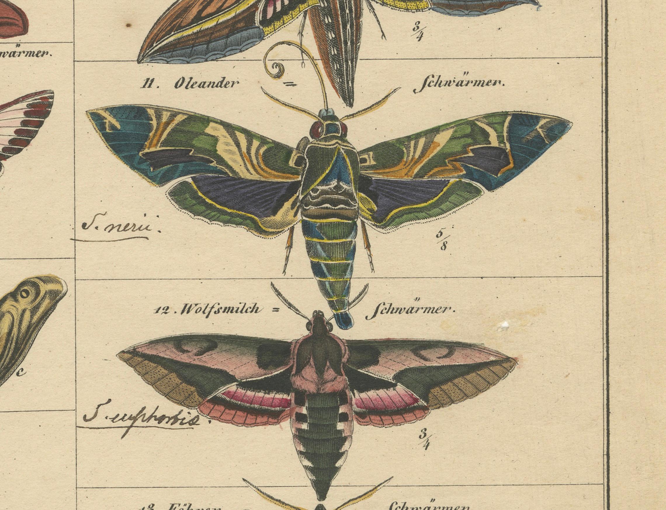 Wundersame Motten und Habichtskäfer - handkolorierter naturhistorischer Druck aus dem 19. im Angebot 2