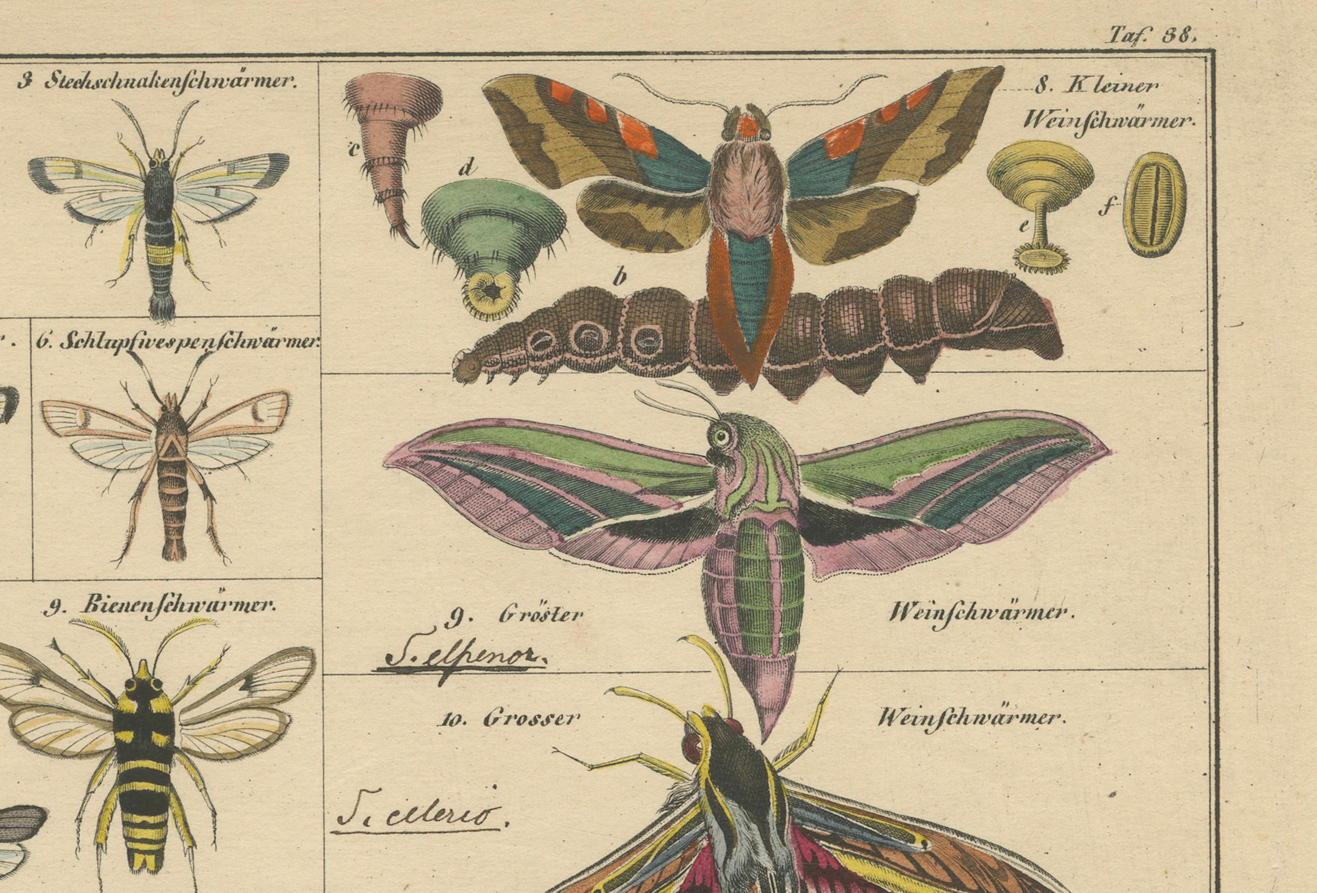Wundersame Motten und Habichtskäfer - handkolorierter naturhistorischer Druck aus dem 19. im Angebot 3