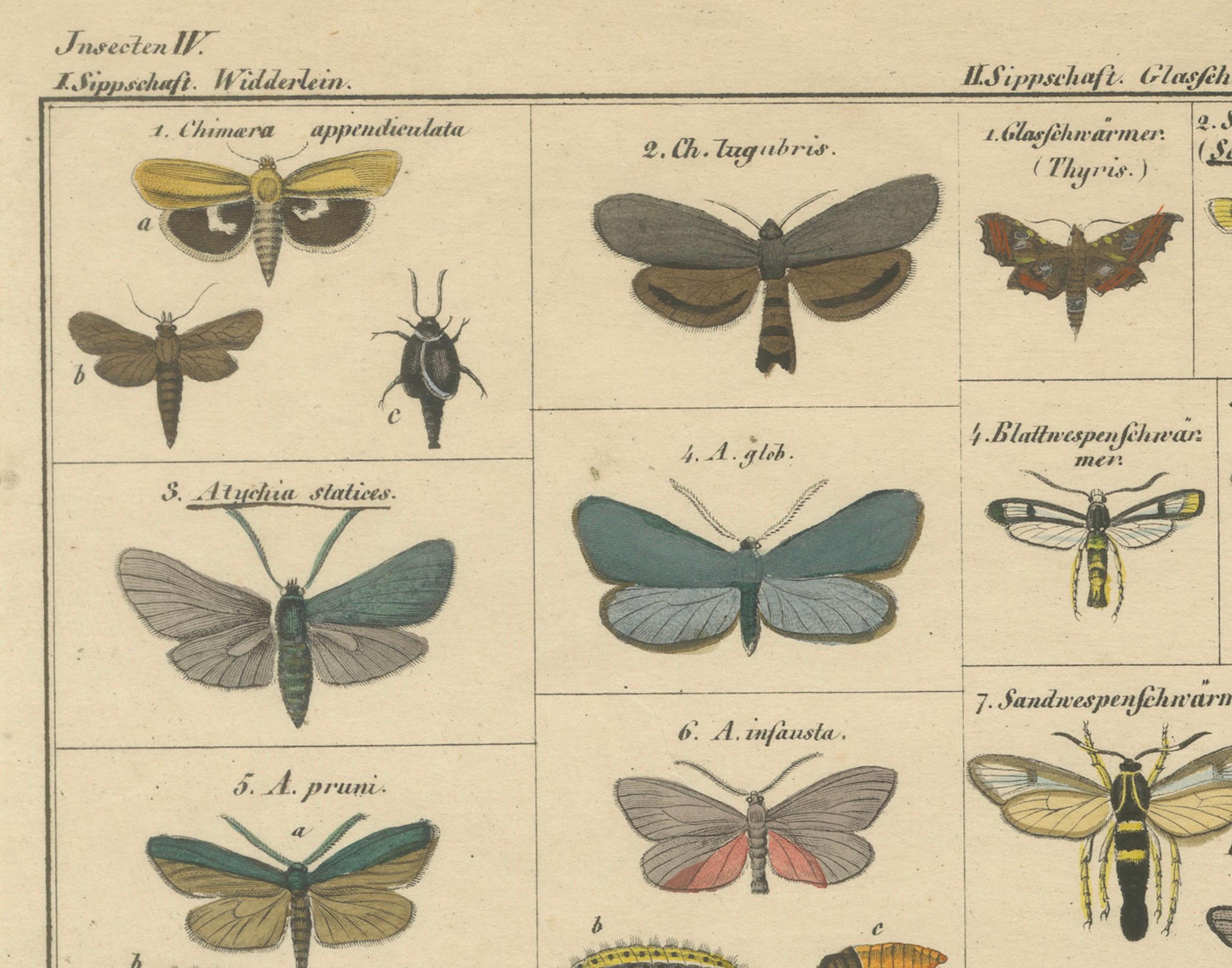 Wundersame Motten und Habichtskäfer - handkolorierter naturhistorischer Druck aus dem 19. im Angebot 4