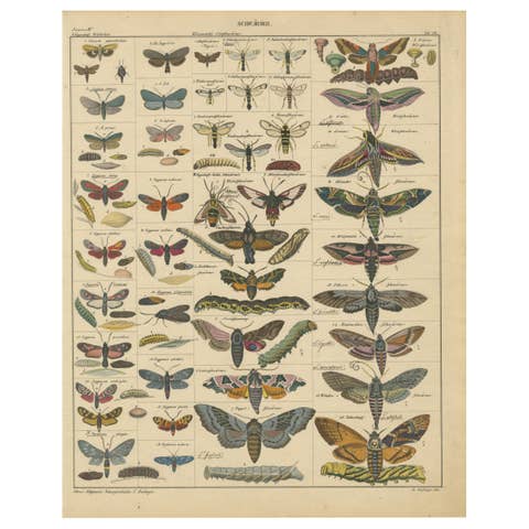 Wondrous Moths and Hawkmoths – Hand-Colored 19th-Century Natural History Print