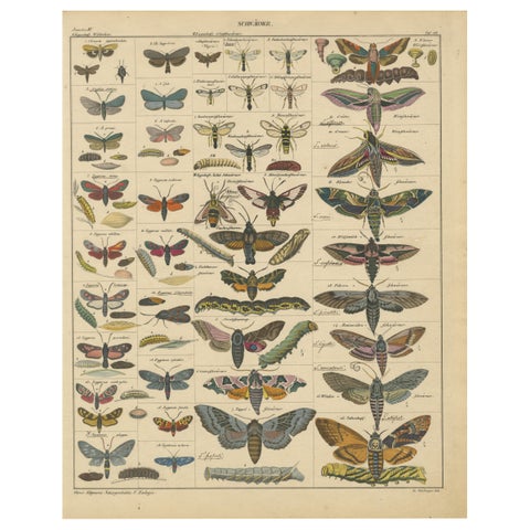 Wondrous Moths and Hawkmoths, Hand-Colored 19th-Century Natural History Print