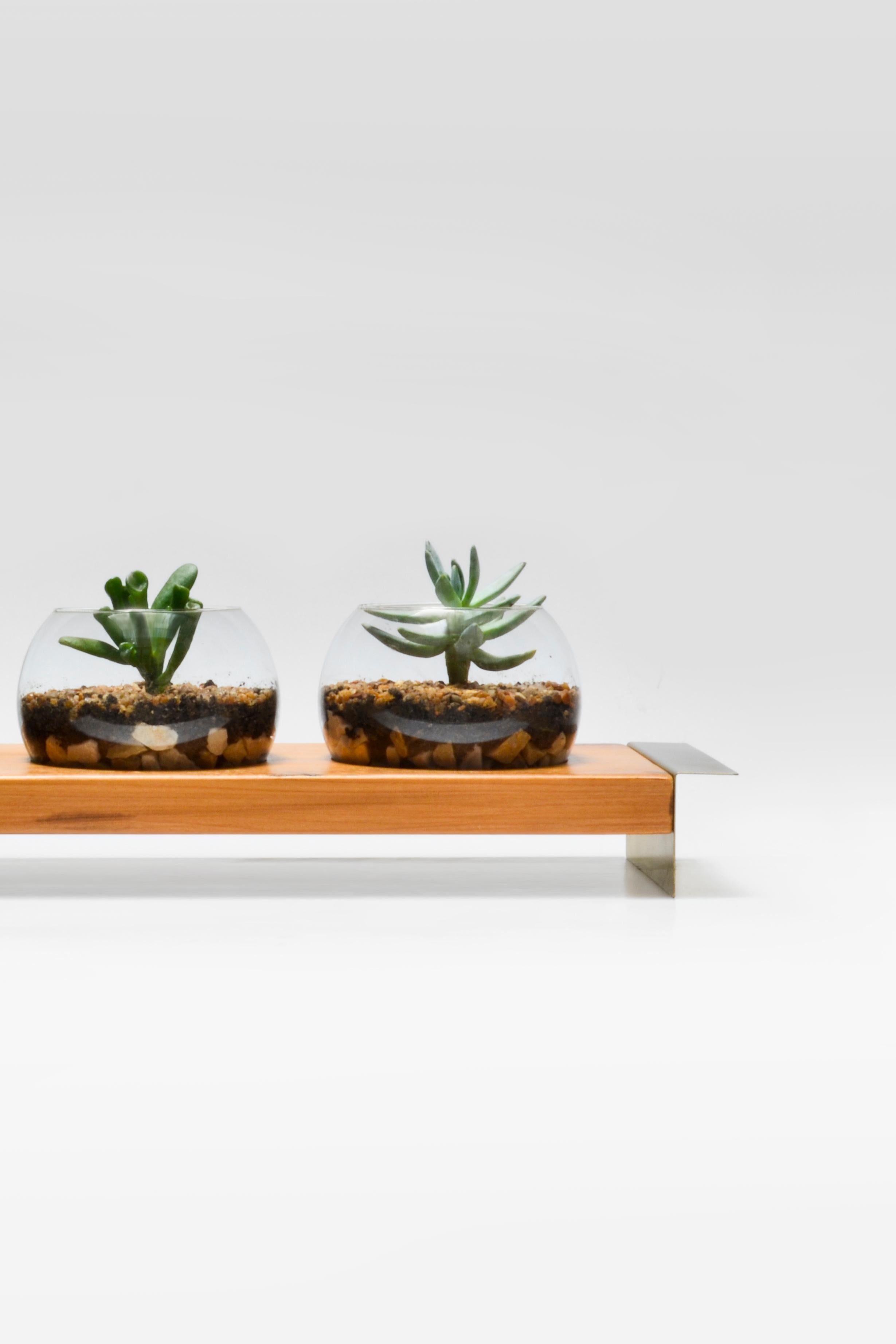 Brazilian Terrarium in Wood, Brass and Glass. Contemporary Design by O Formigueiro For Sale