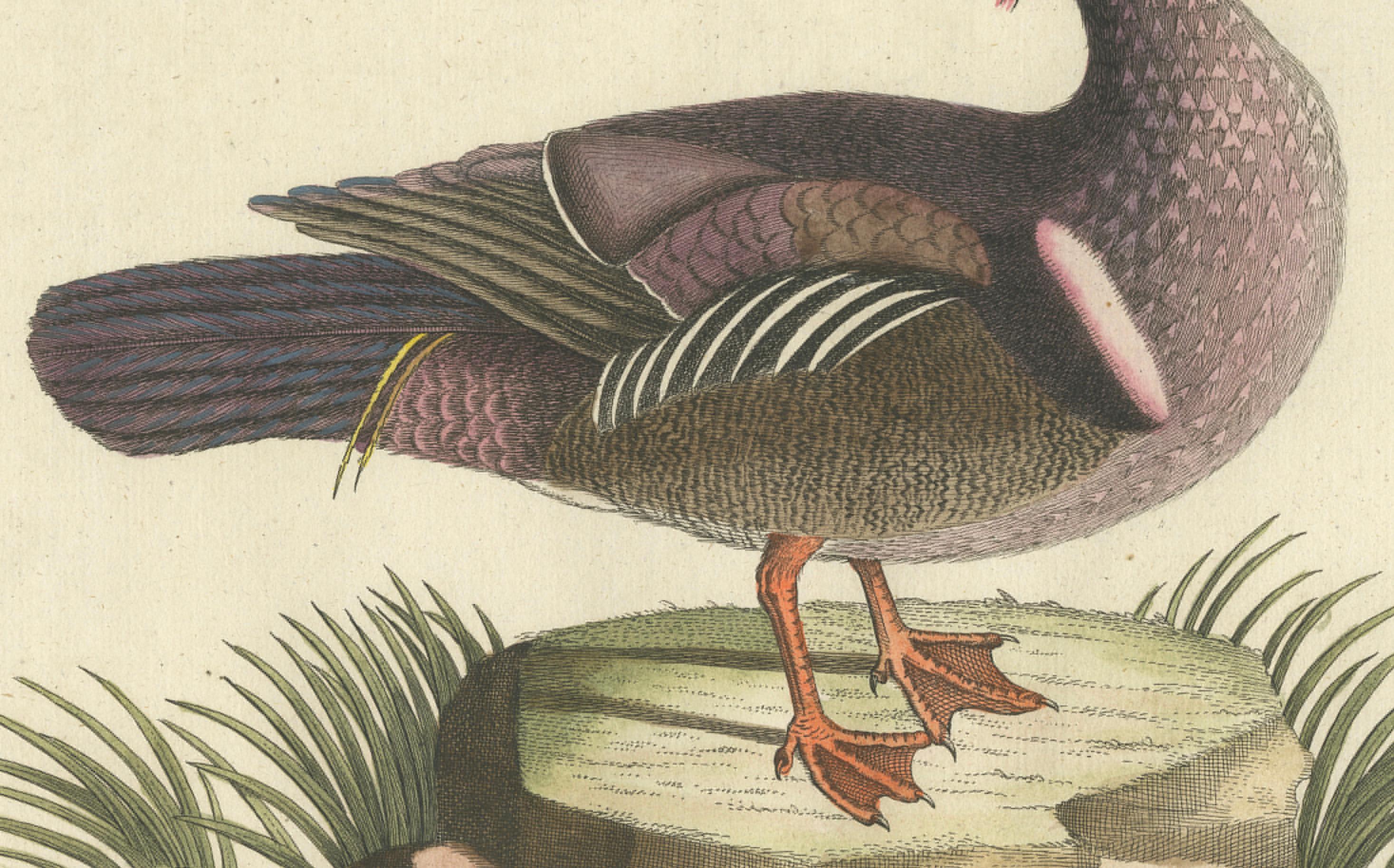 Canard d'Été - Die Sommerente / Canard d'Été, d'après Mark Catesby, C.C., c.1770 en vente 3