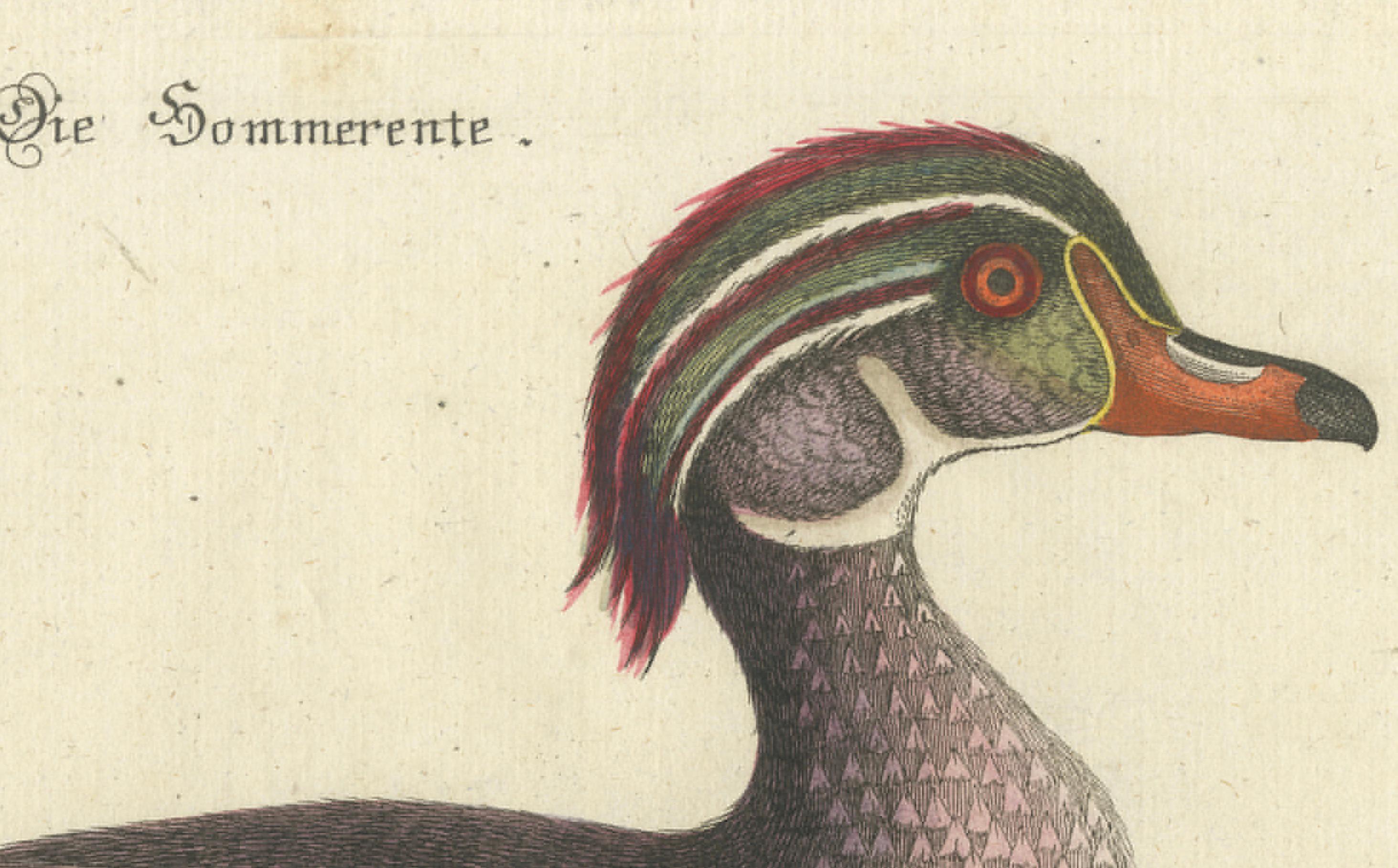 Canard d'Été - Die Sommerente / Canard d'Été, d'après Mark Catesby, C.C., c.1770 en vente 4