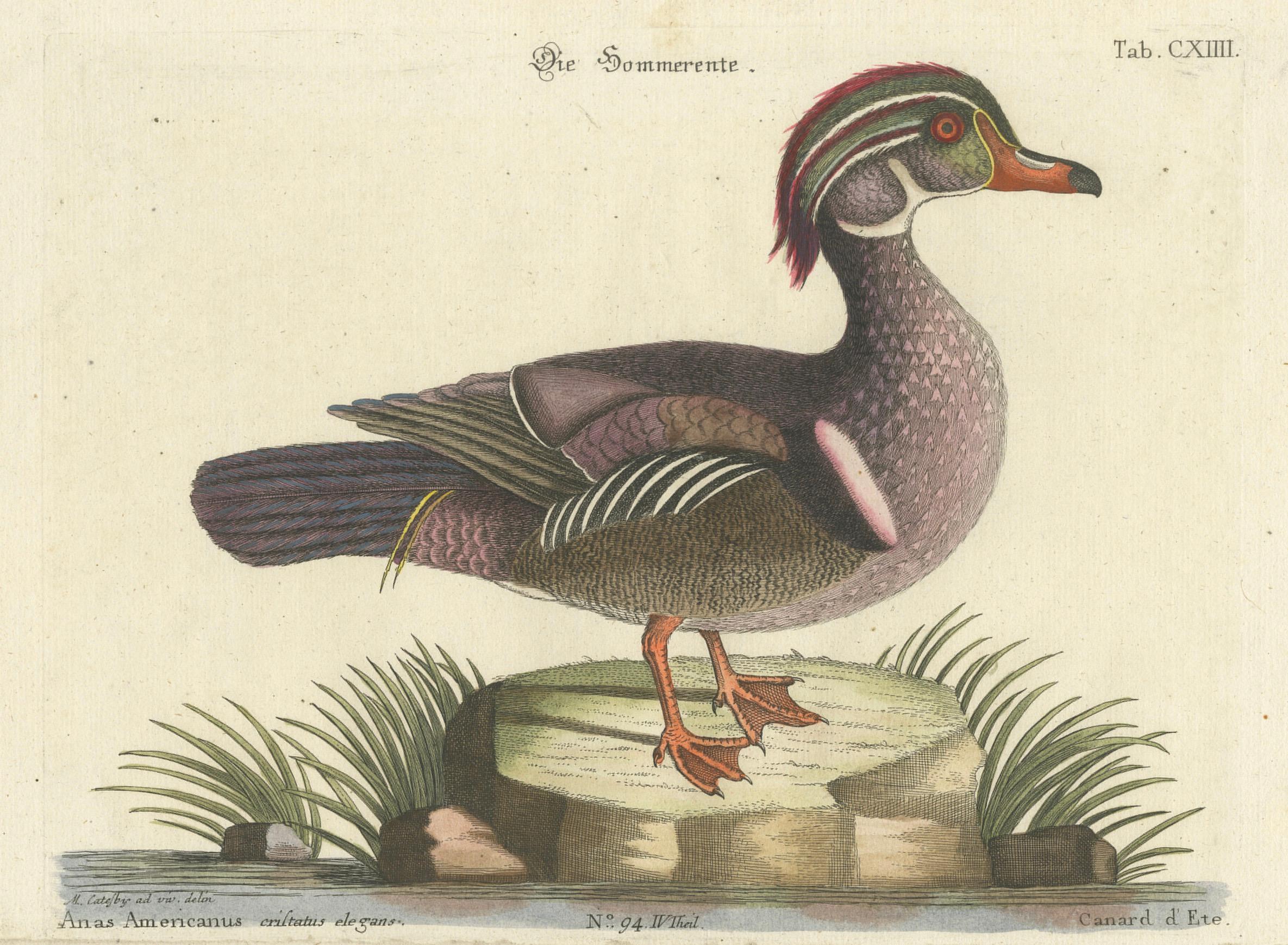 Canard d'Été - Die Sommerente / Canard d'Été, d'après Mark Catesby, C.C., c.1770 en vente 5