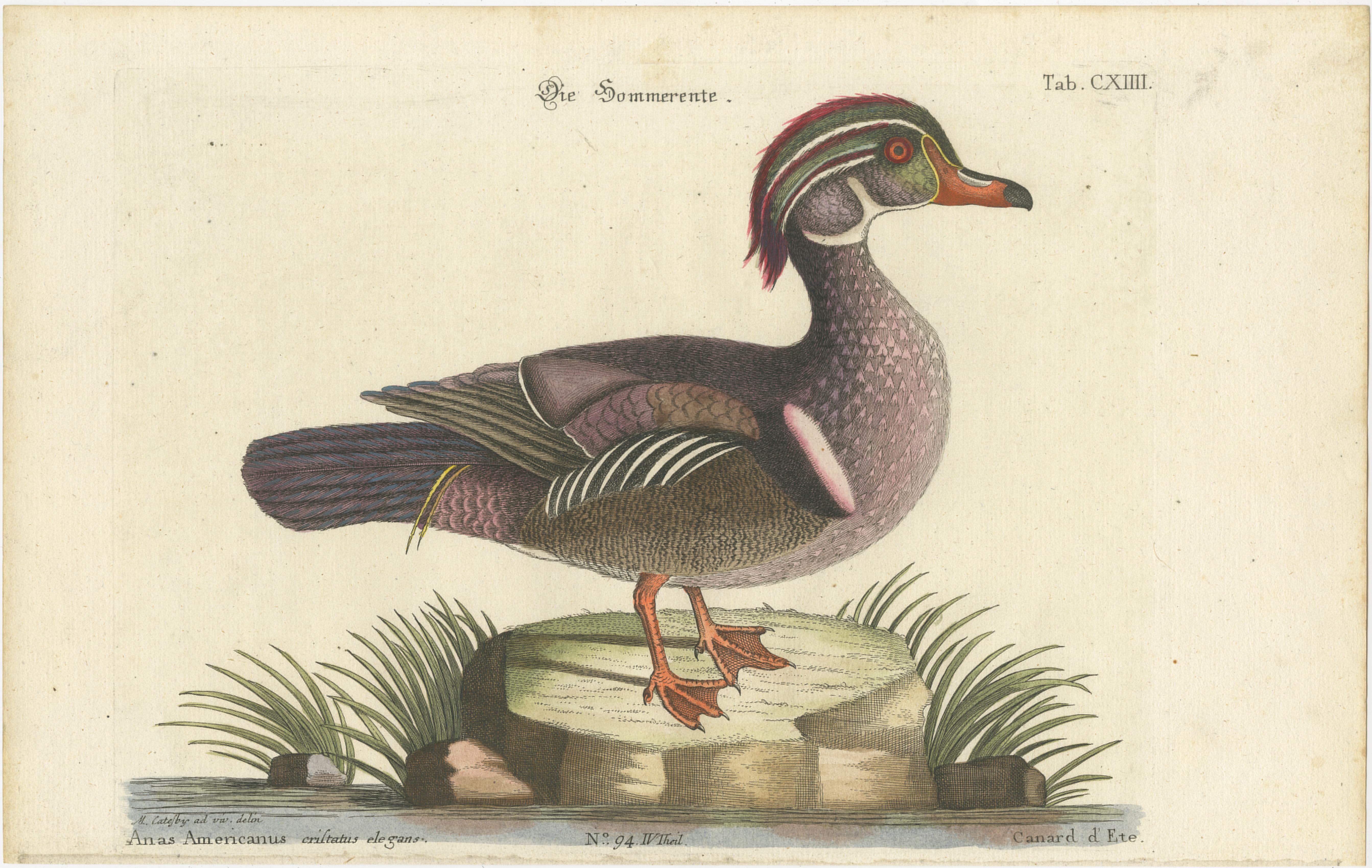 Canard d'Été - Die Sommerente / Canard d'Été, d'après Mark Catesby, C.C., c.1770 en vente 6