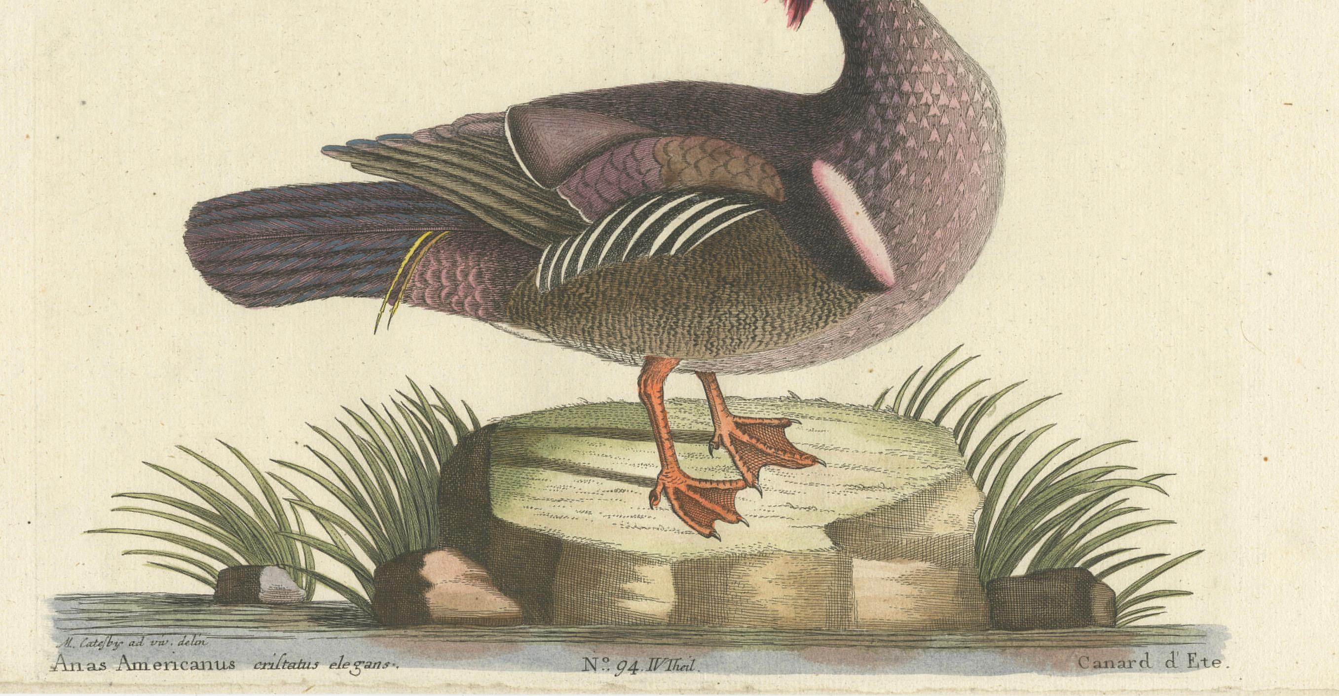 Die Sommerente (Canard branchu) - Gravure coloriée à la main d'après Mark Catesby, c.1750-1770

Cette élégante gravure coloriée à la main représente le canard d'été ou canard branchu (Anas Americanus cristatus elegans), une espèce nord-américaine