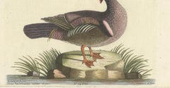 Wood Duck – Die Sommerente / Canard d’Été, after Mark Catesby, Seligmann, c.1770