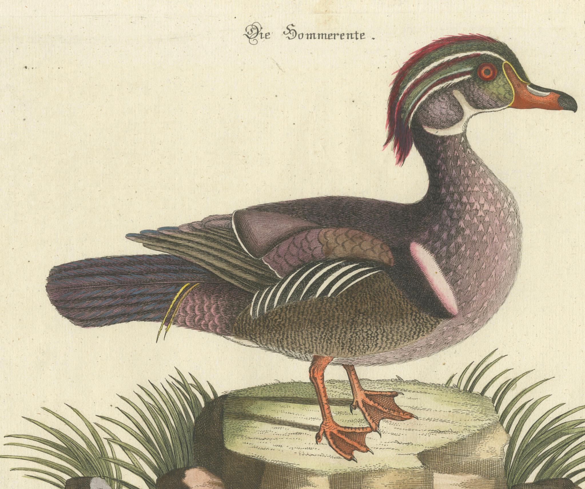 Allemand Canard d'Été - Die Sommerente / Canard d'Été, d'après Mark Catesby, C.C., c.1770 en vente