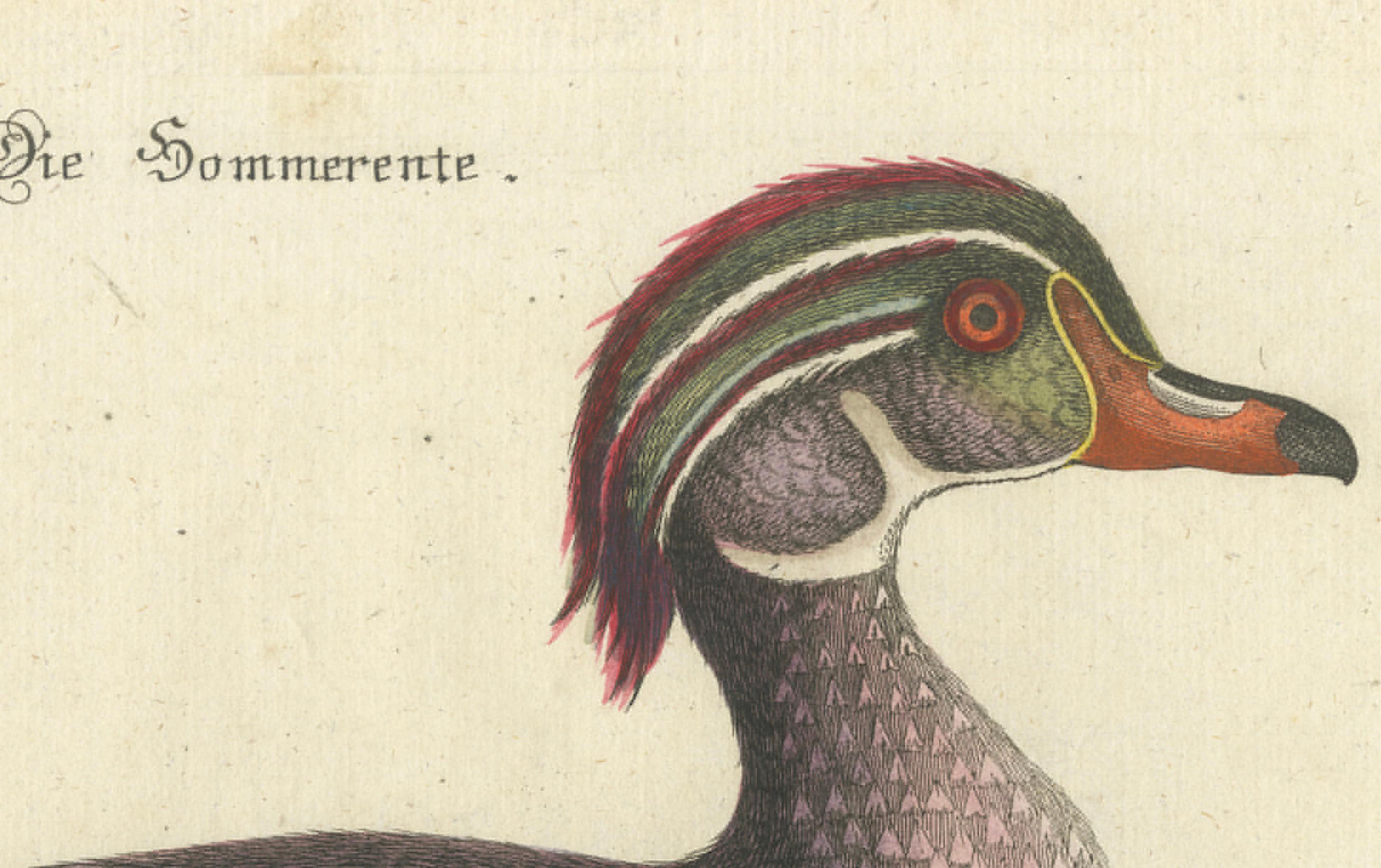 Gravé Canard d'Été - Die Sommerente / Canard d'Été, d'après Mark Catesby, C.C., c.1770 en vente