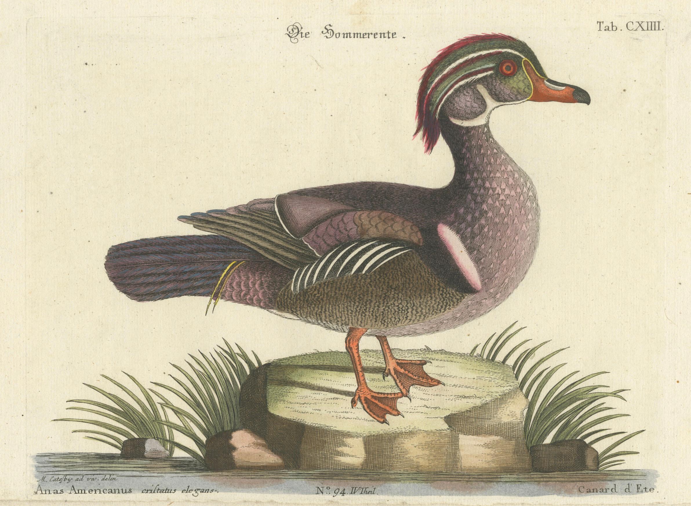 Canard d'Été - Die Sommerente / Canard d'Été, d'après Mark Catesby, C.C., c.1770 Bon état - En vente à Langweer, NL