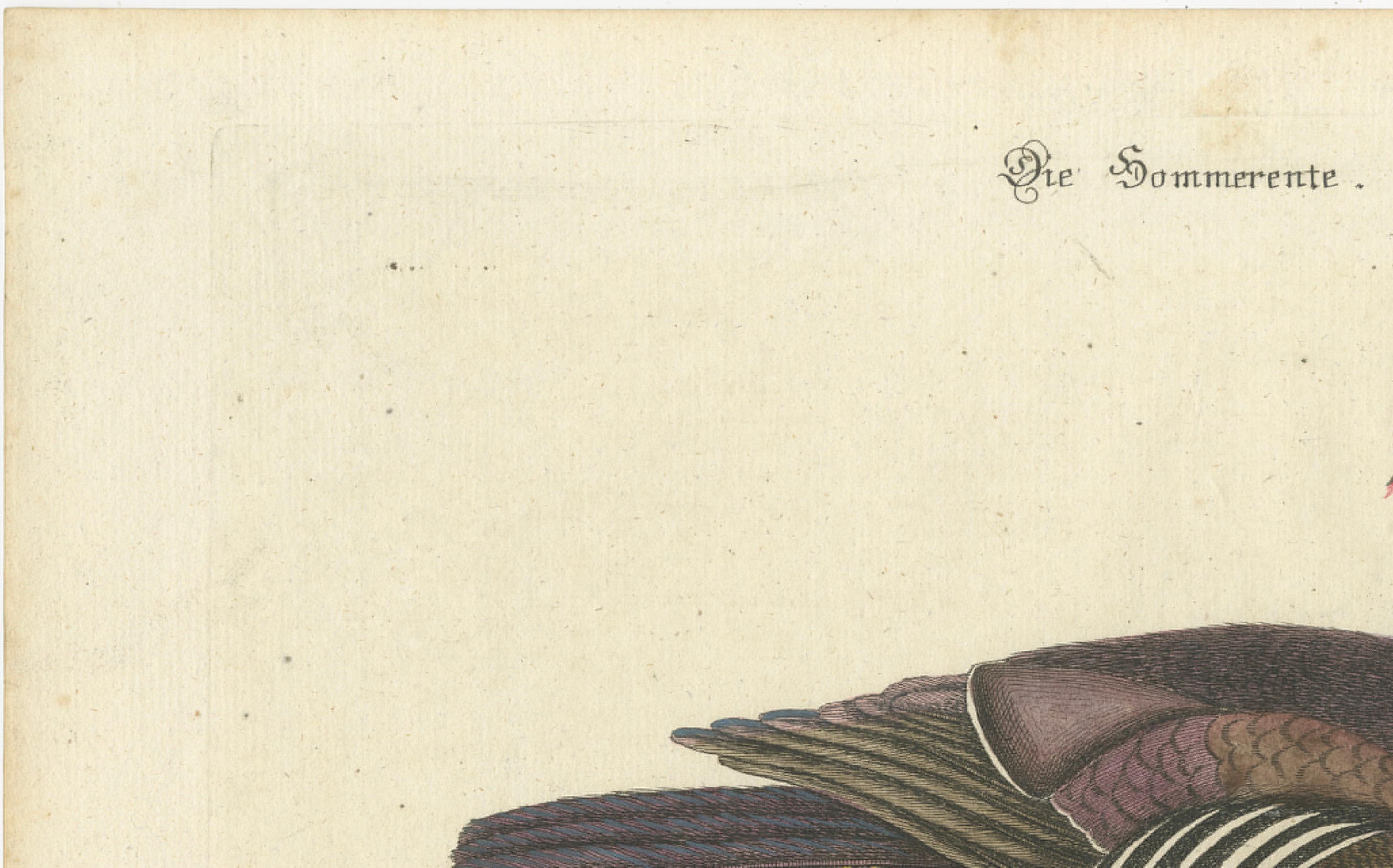 Fin du XVIIIe siècle Canard d'Été - Die Sommerente / Canard d'Été, d'après Mark Catesby, C.C., c.1770 en vente