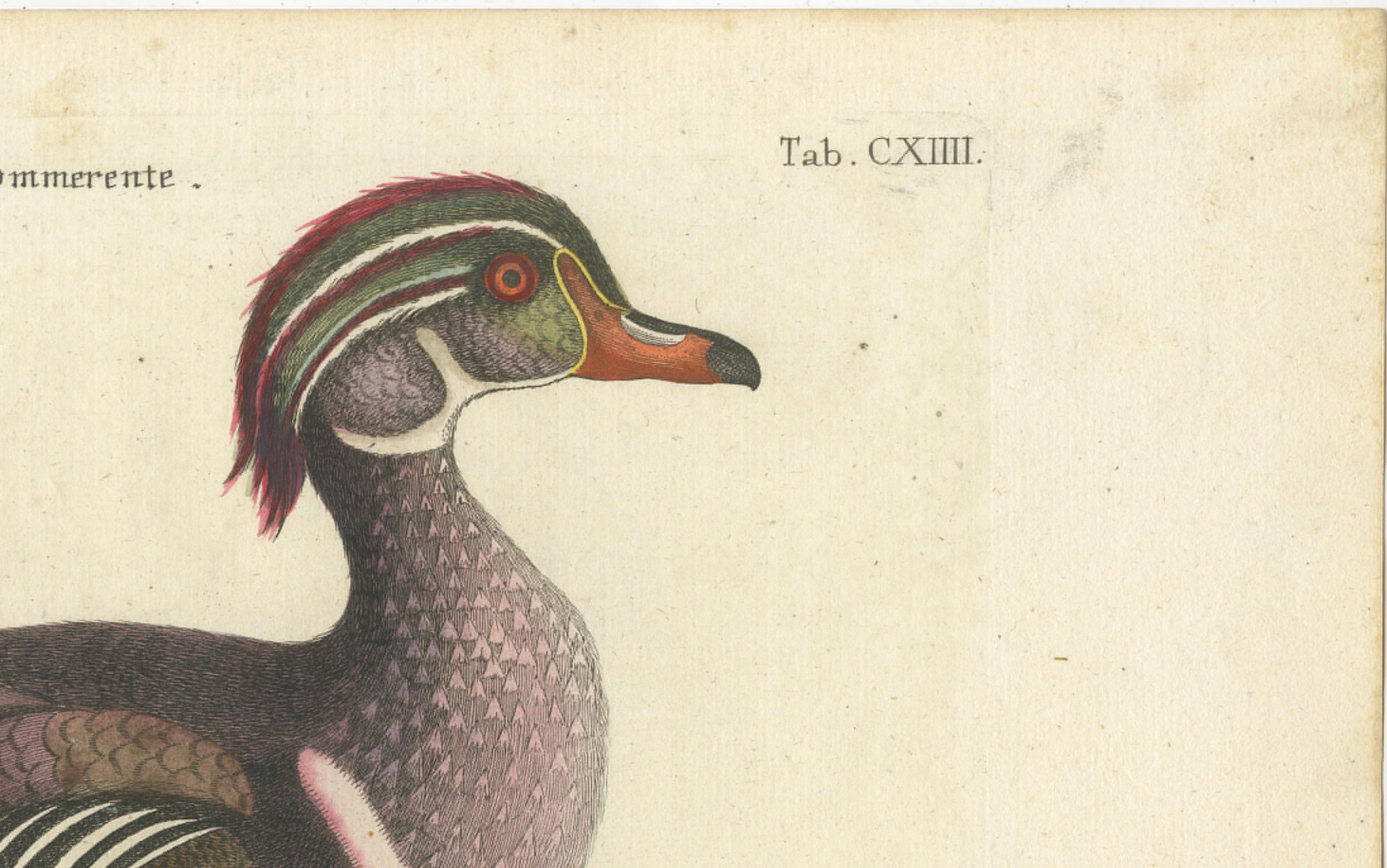 Papier Canard d'Été - Die Sommerente / Canard d'Été, d'après Mark Catesby, C.C., c.1770 en vente