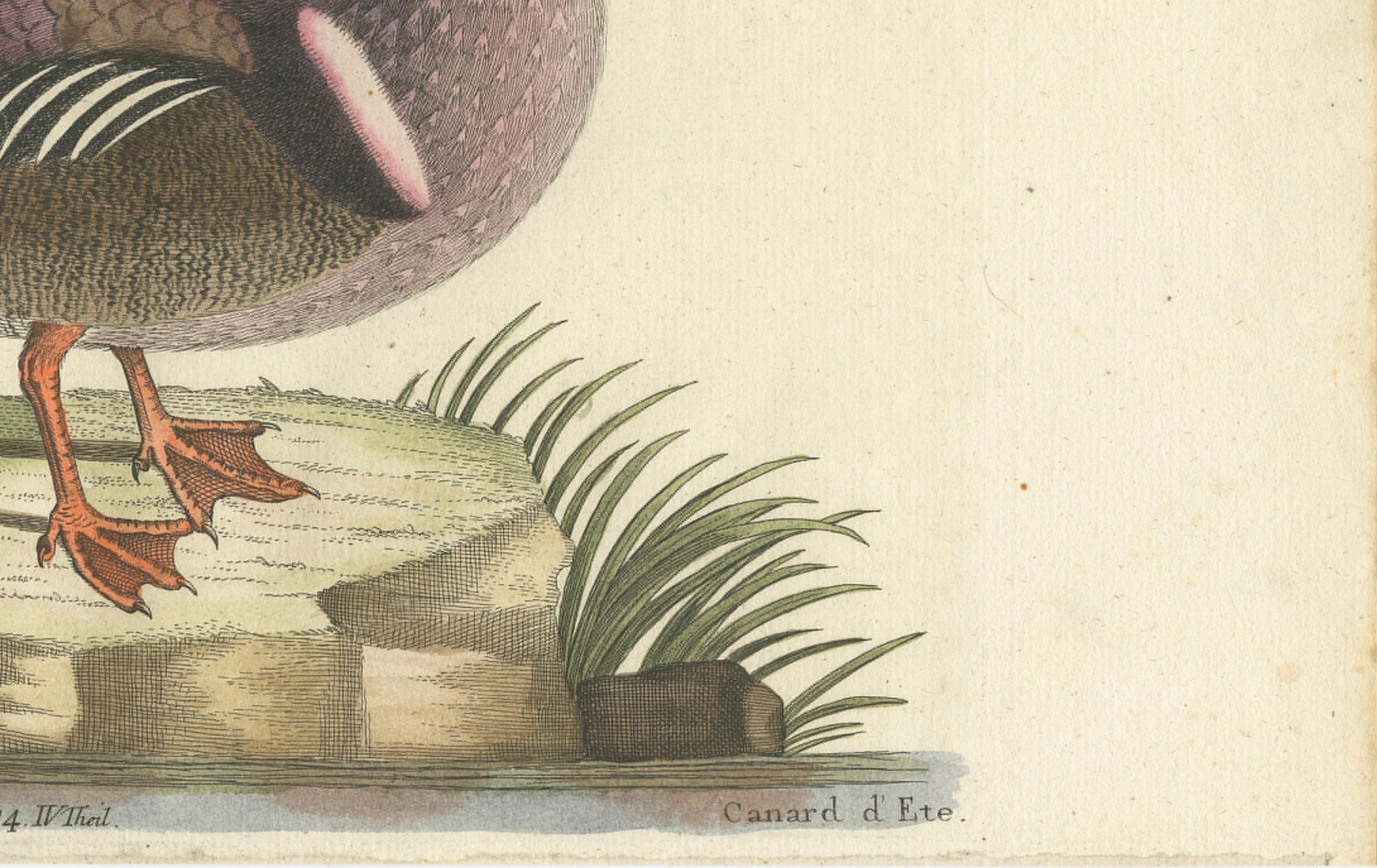 Canard d'Été - Die Sommerente / Canard d'Été, d'après Mark Catesby, C.C., c.1770 en vente 1