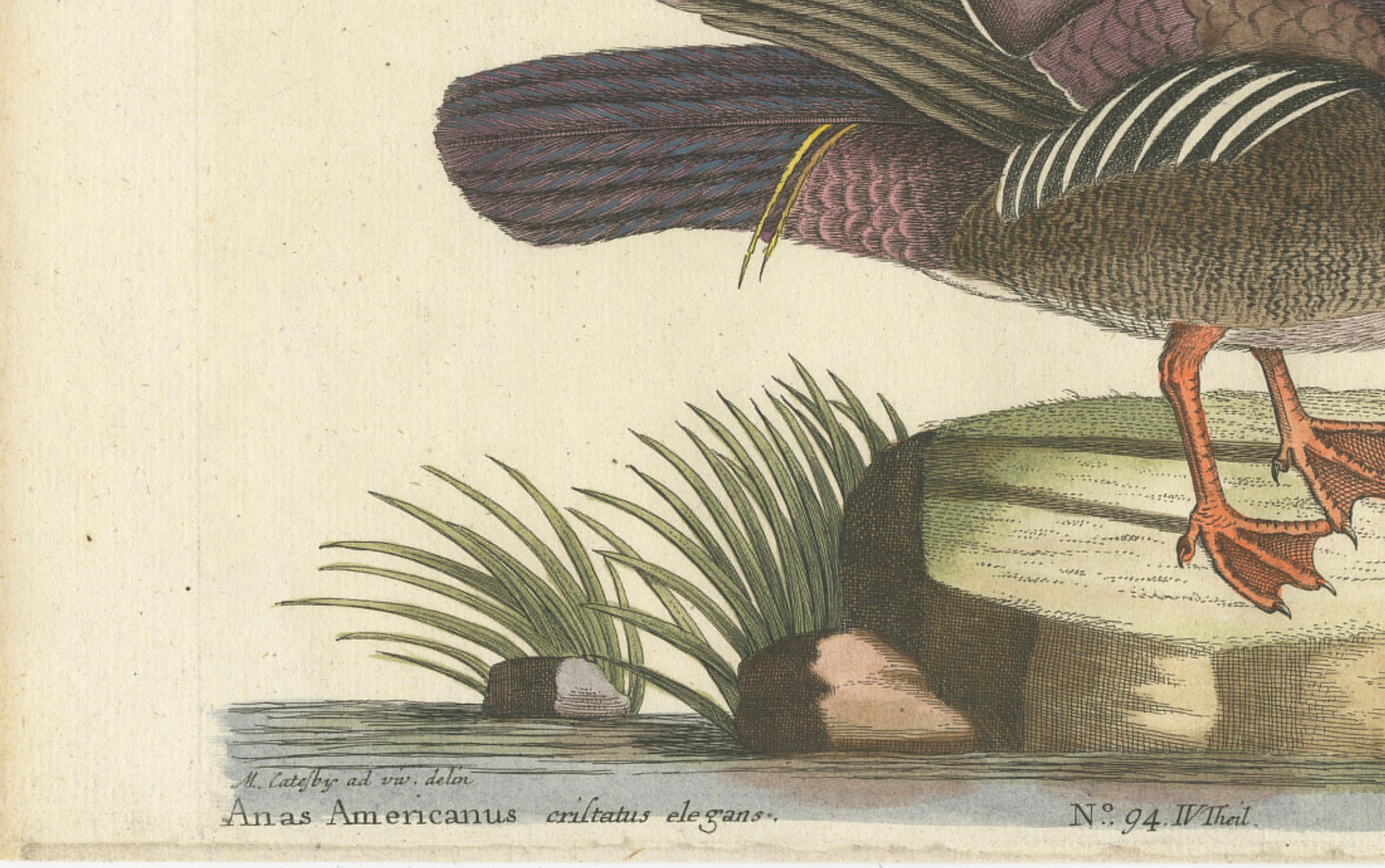 Canard d'Été - Die Sommerente / Canard d'Été, d'après Mark Catesby, C.C., c.1770 en vente 2