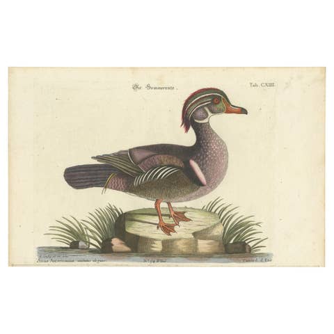 Wood Duck – Die Sommerente / Canard d’Été, after Mark Catesby, Seligmann, c.1770