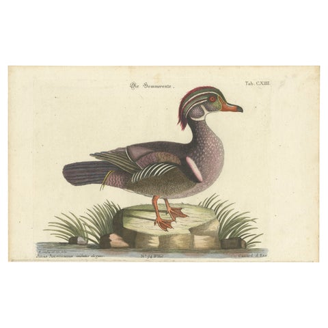 Wood Duck, Die Sommerente / Canard d’Été, after Mark Catesby, Seligmann, c.1770