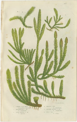 Wood Horsetail, Branched Horsetail & Rough Horsetail, Botanical Triptych, 1873, view 2